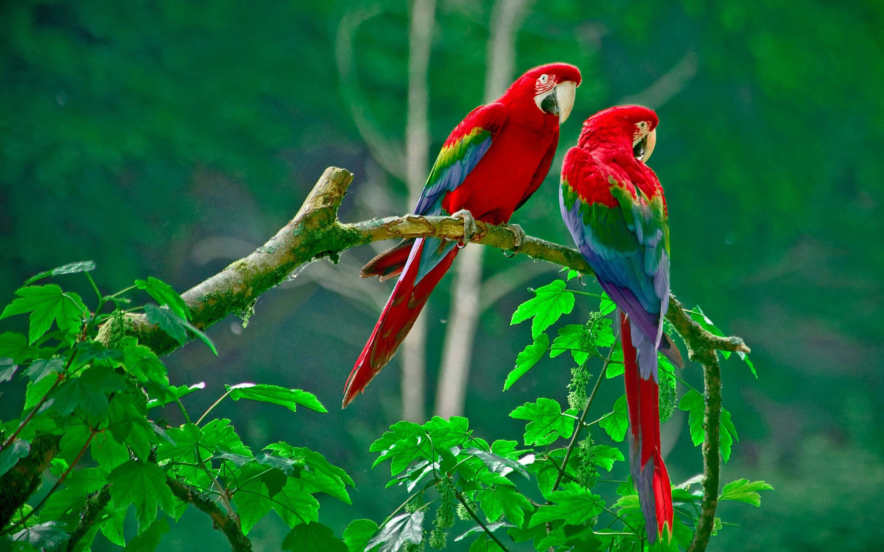 vibrant red macaws, green and blue wings, mossy branch, 2K Desktop Wallpaper