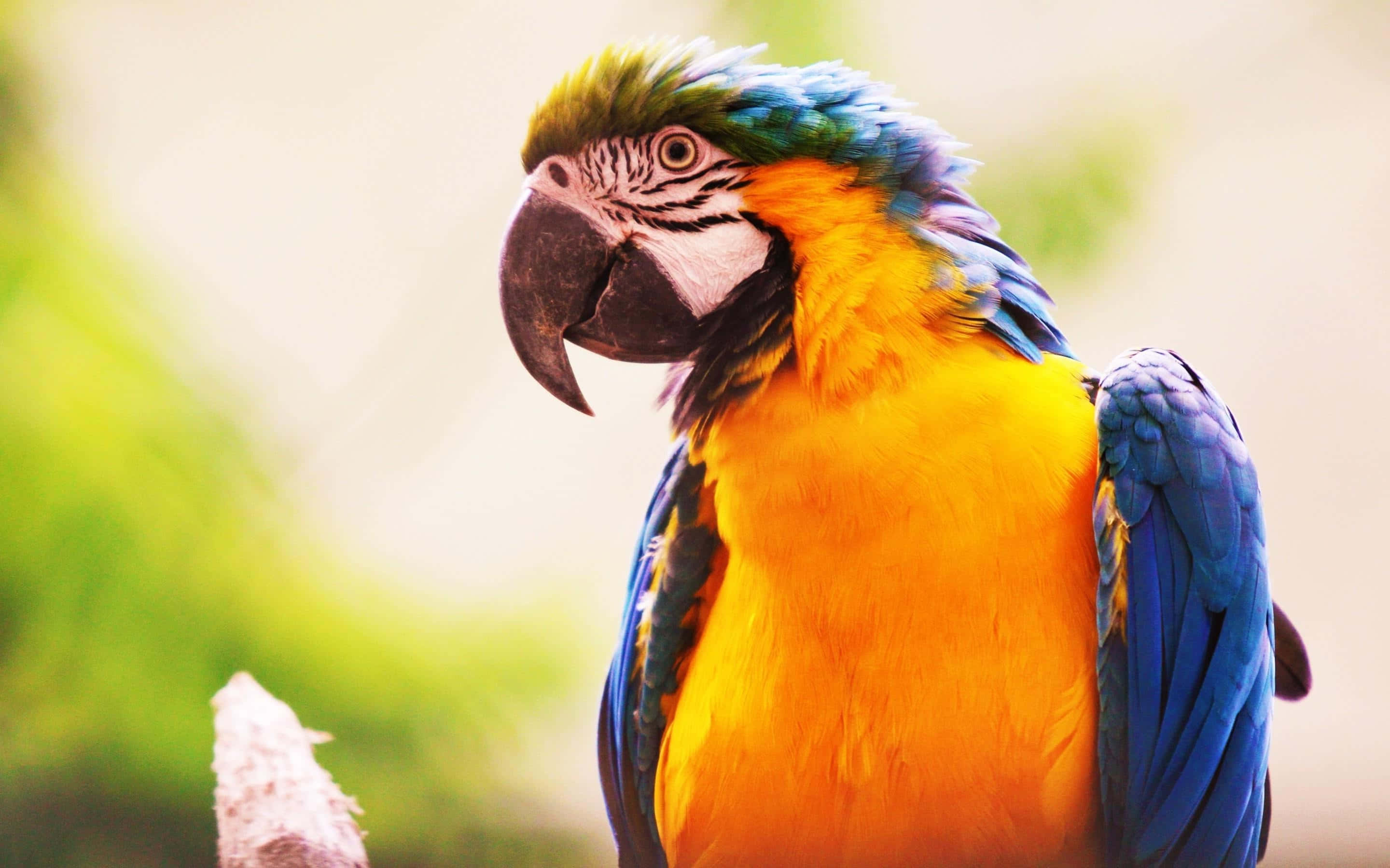 vibrant blue and yellow macaw, perches calmly, blurred green background, 2K Desktop Wallpaper