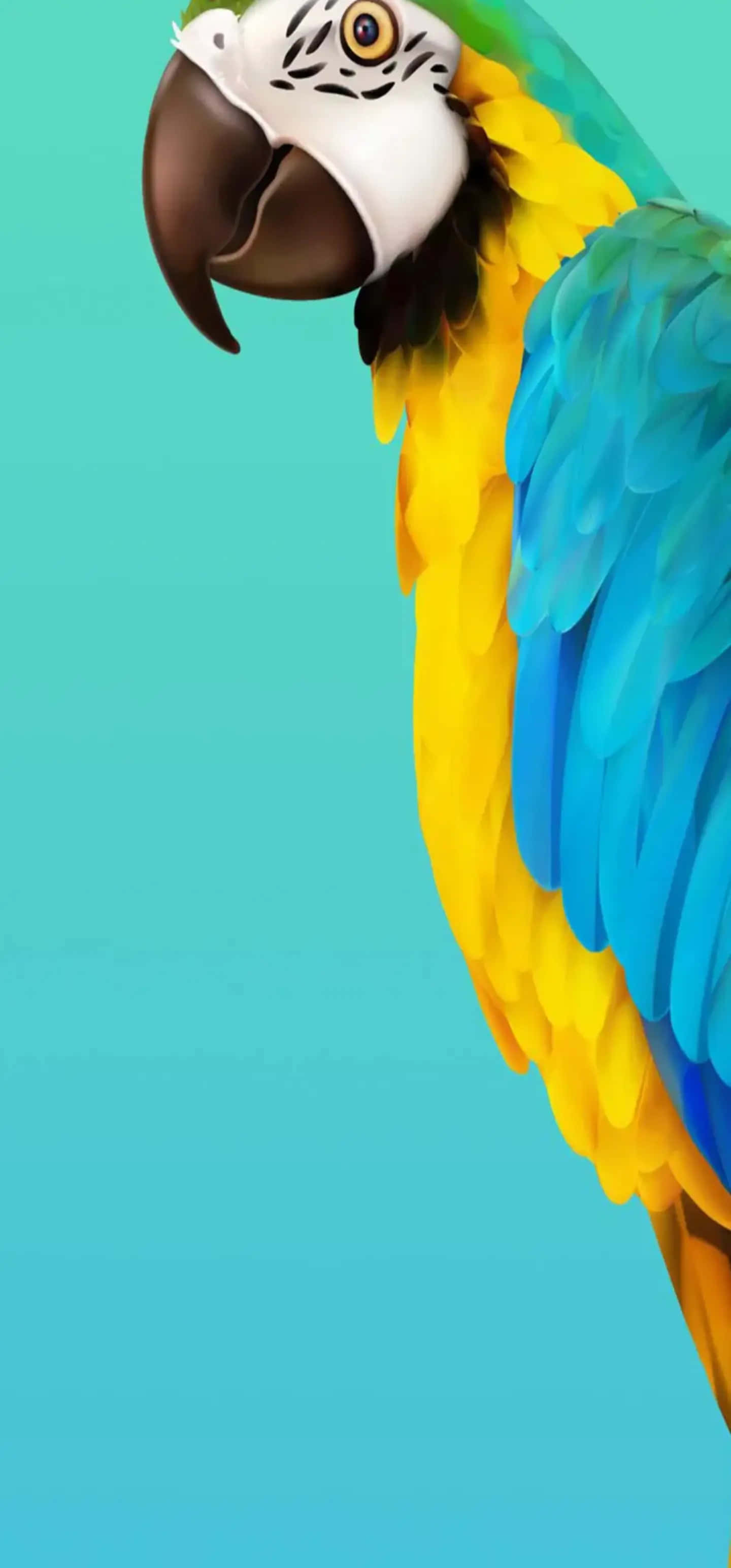 colorful macaw, blue and yellow macaw, white face, 2K Phone Wallpaper
