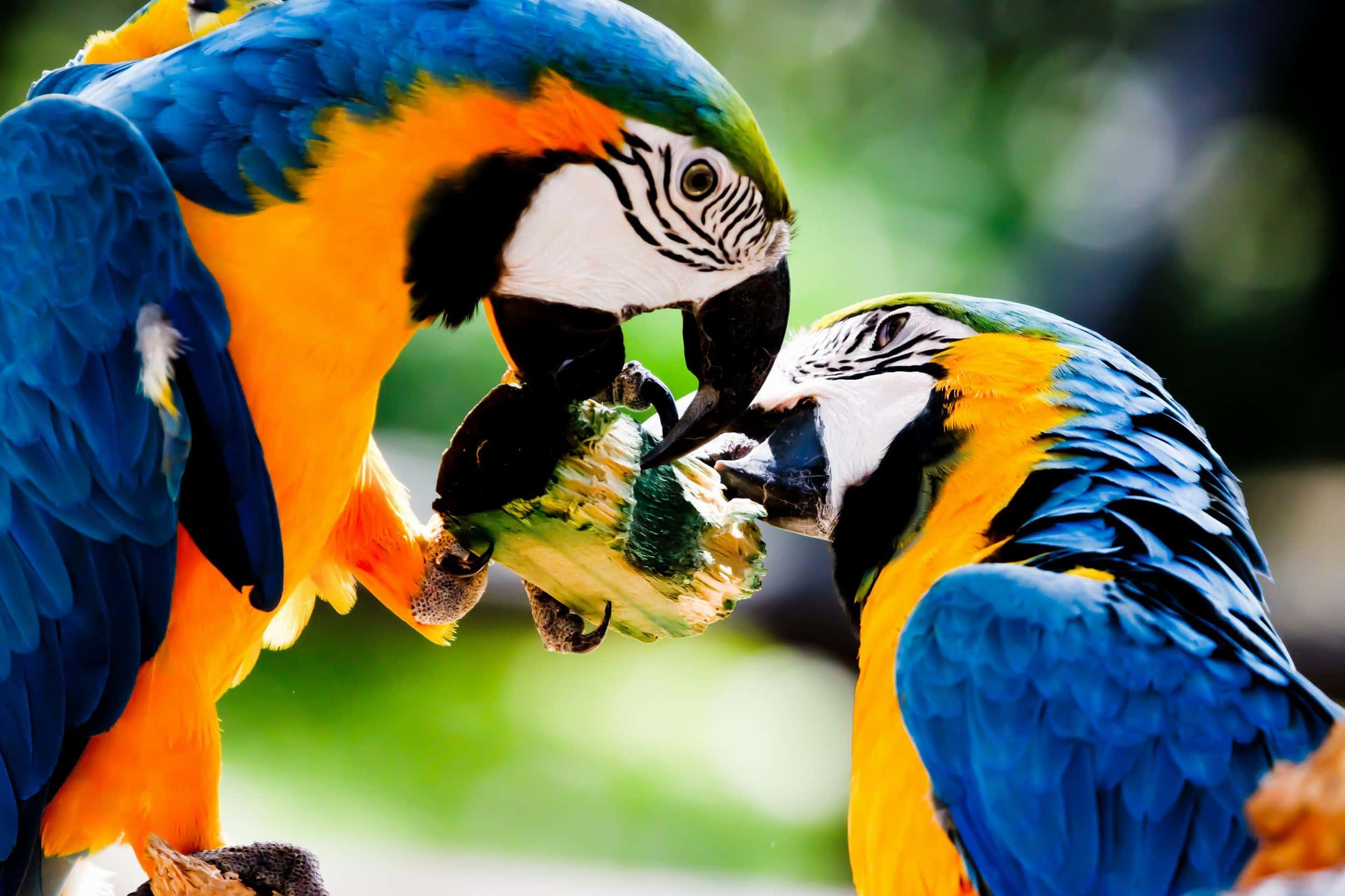 blue and yellow macaws, green fruit, lush tropical setting, Full HD Desktop Wallpaper