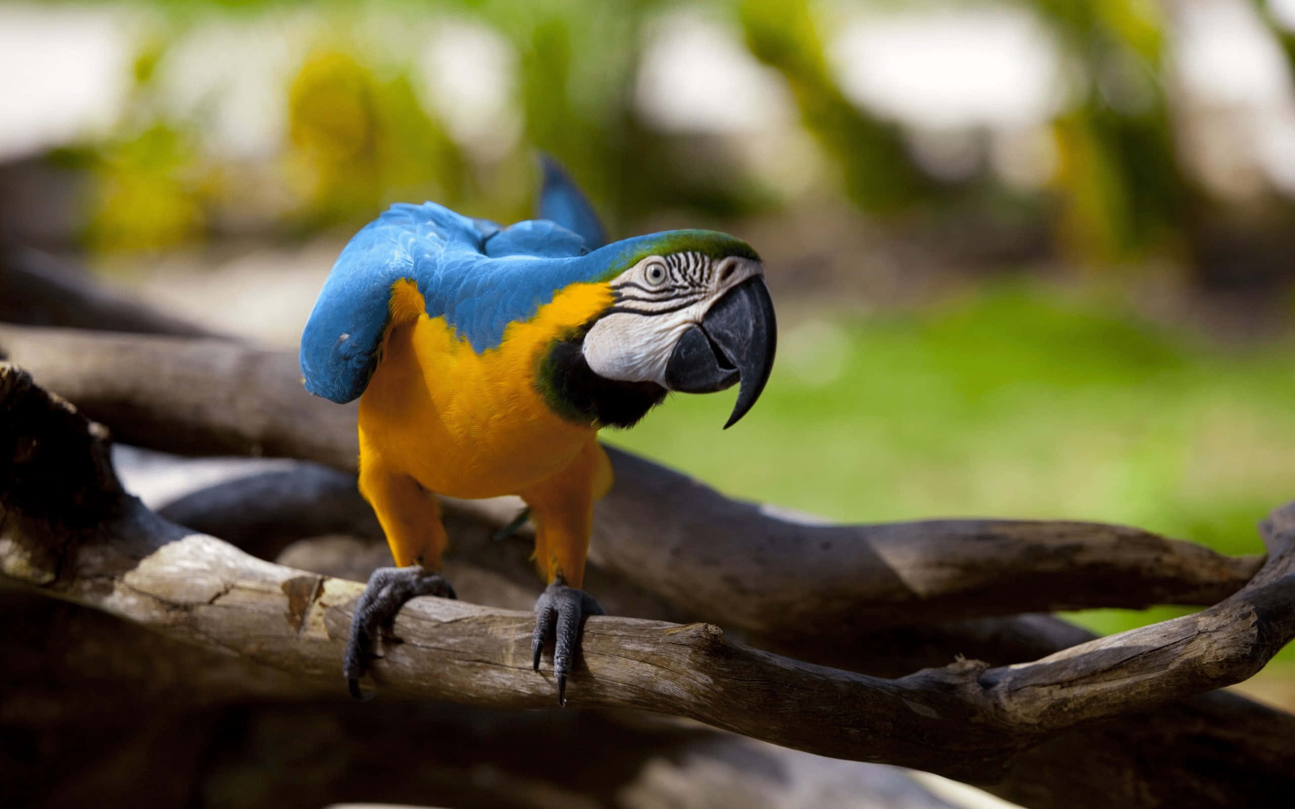 blue-and-yellow macaw, weathered tree branch, soft green blurred background, 2K Desktop Wallpaper