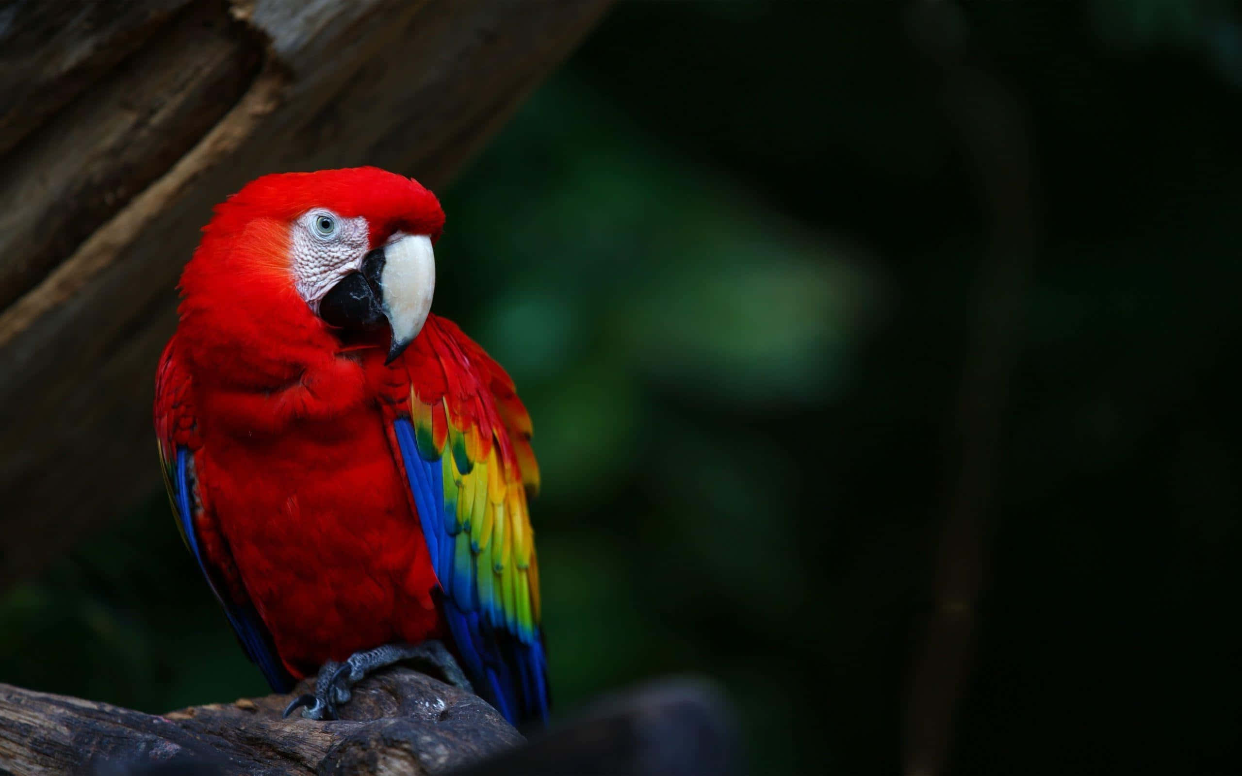 vibrant red macaw, blue and yellow wings, branch, 2K Desktop Wallpaper