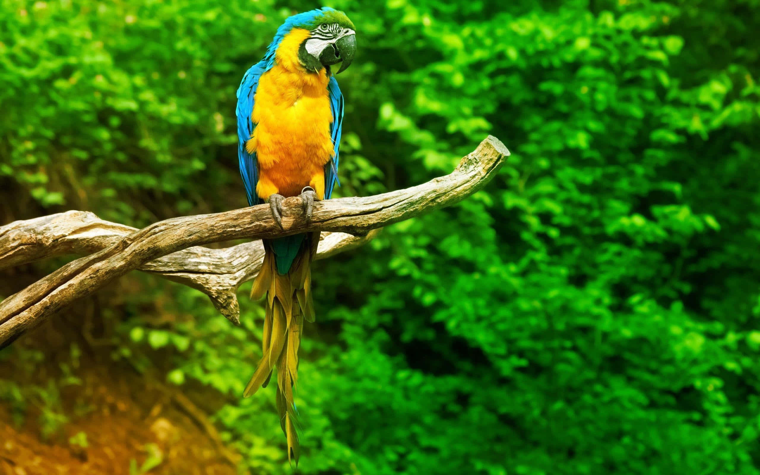blue and yellow macaw, weathered tree branch, lush green foliage, 2K Desktop Wallpaper