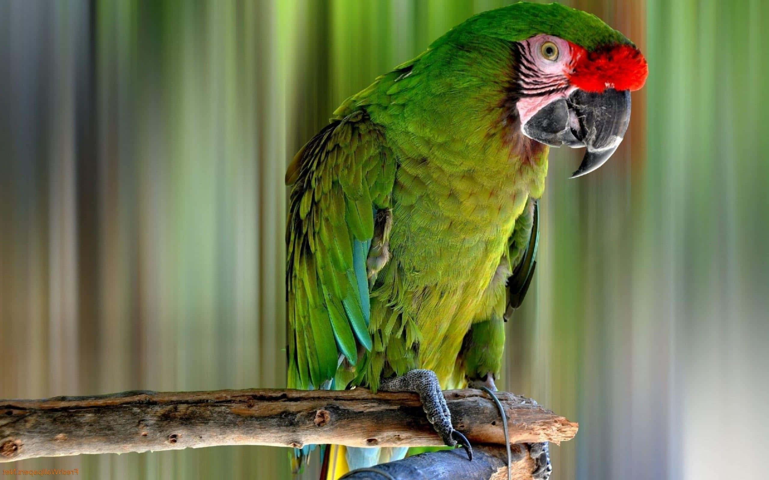 vibrant green macaw, red forehead, weathered branch, 2K Desktop Wallpaper