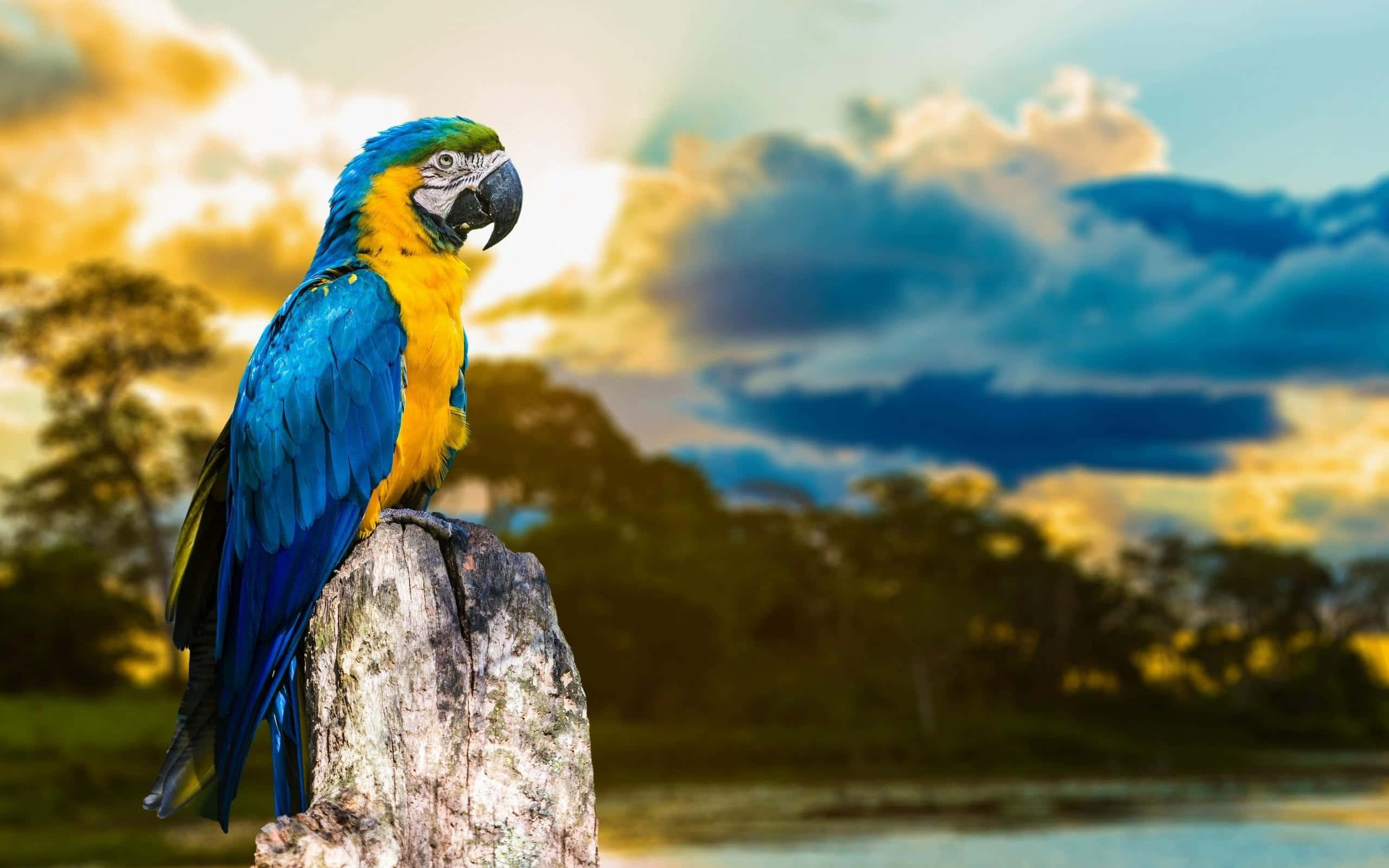 blue and yellow macaw, sunset, weathered tree stump, 2K Desktop Wallpaper