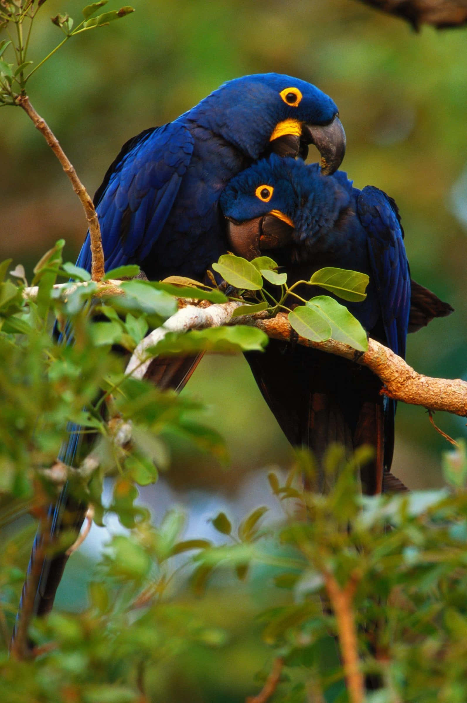 hyacinth macaws, vibrant blue, bright yellow eyes, Full HD Phone Wallpaper