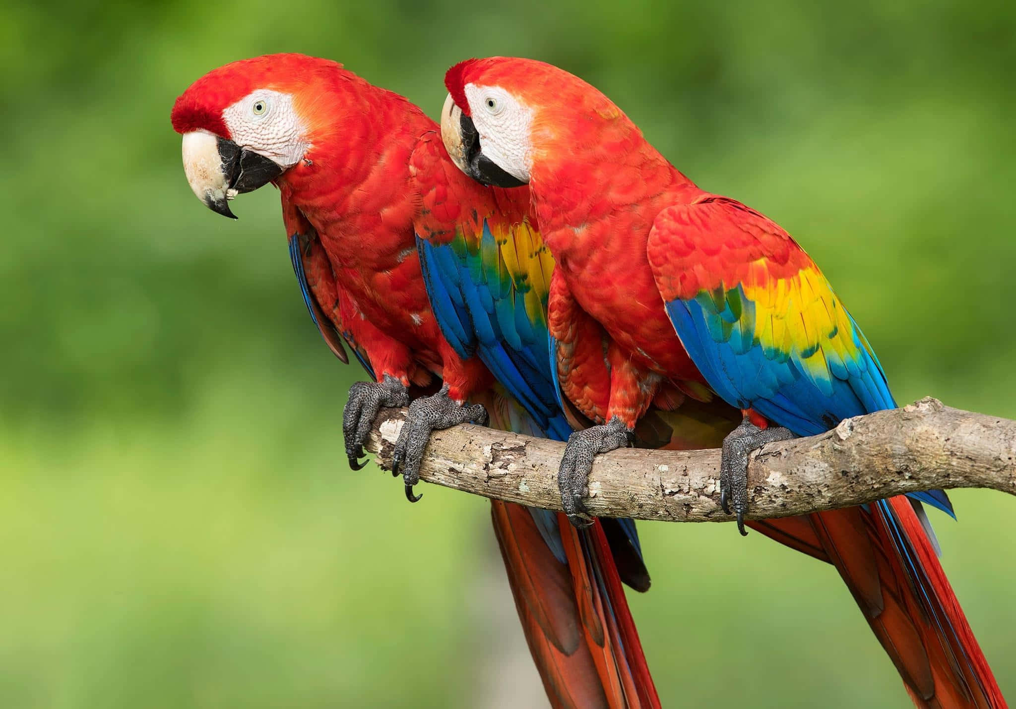 vibrant red macaws, blue and yellow wings, rough tree branch, Full HD Desktop Wallpaper