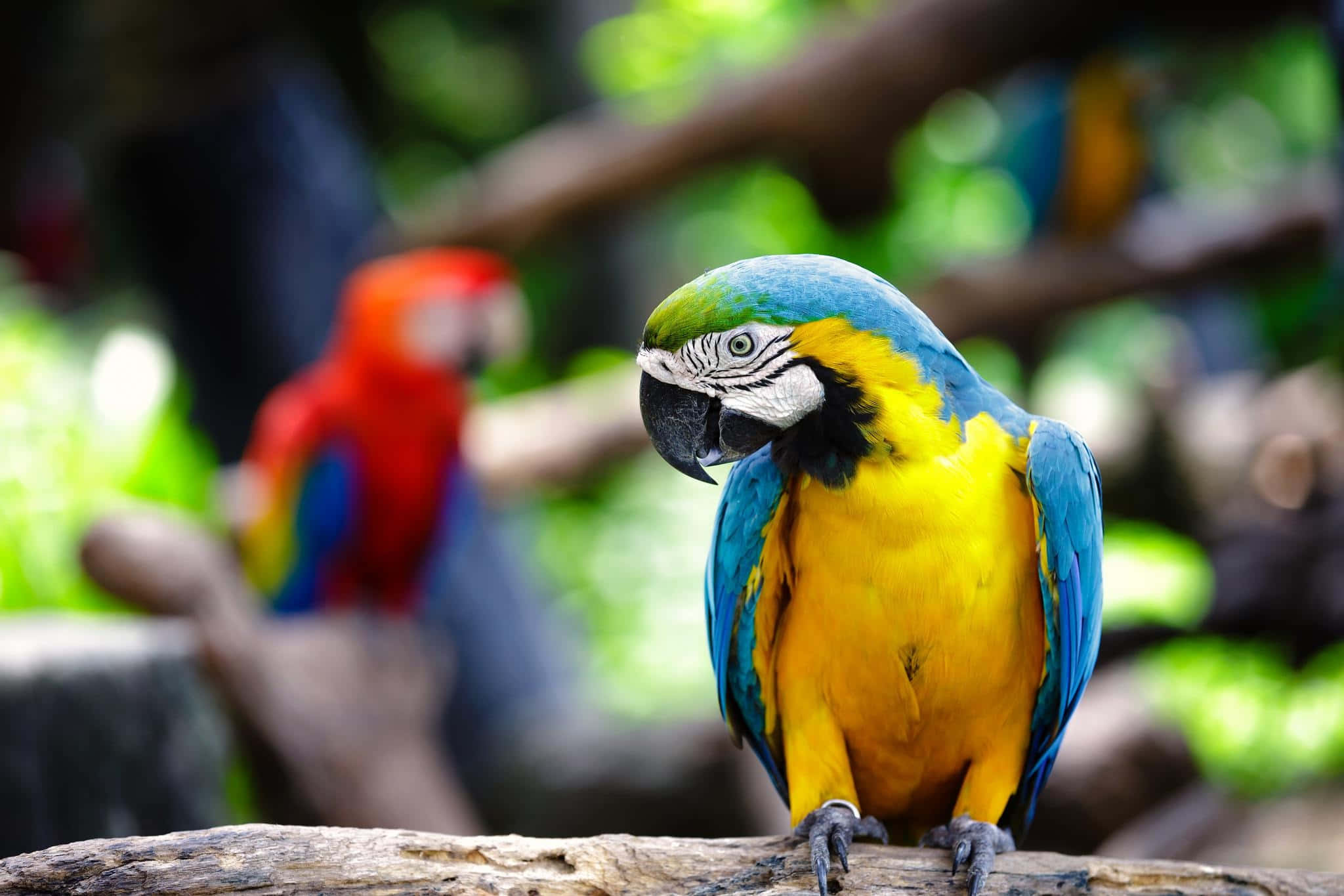 blue-and-yellow macaw, log, red macaw, Full HD Desktop Wallpaper