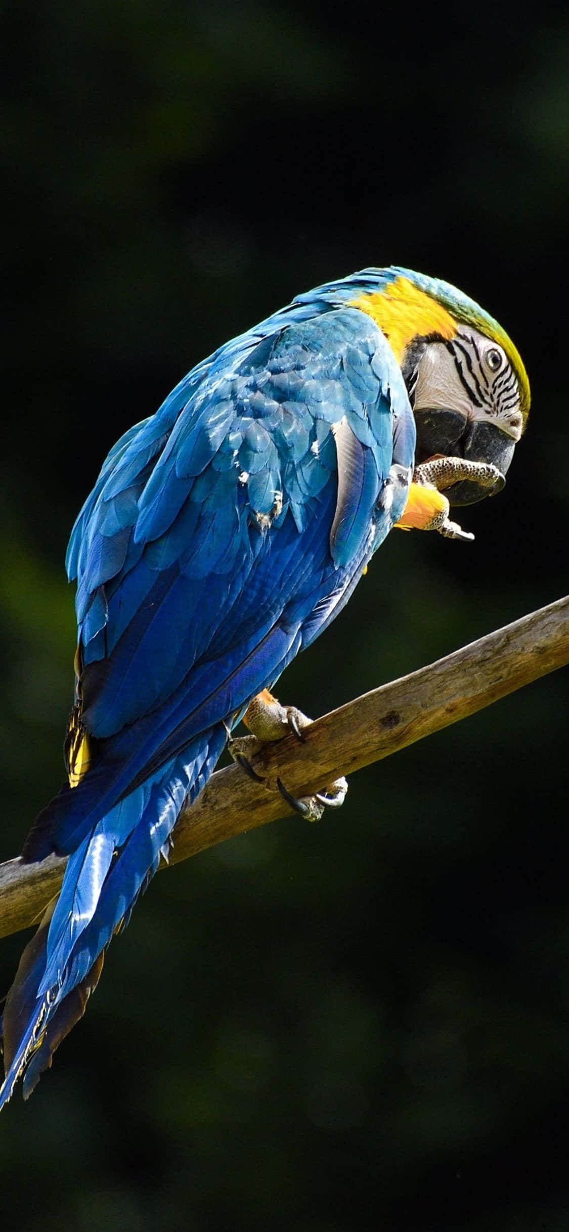 blue yellow macaw, branch, glossy feathers, Full HD Phone Wallpaper