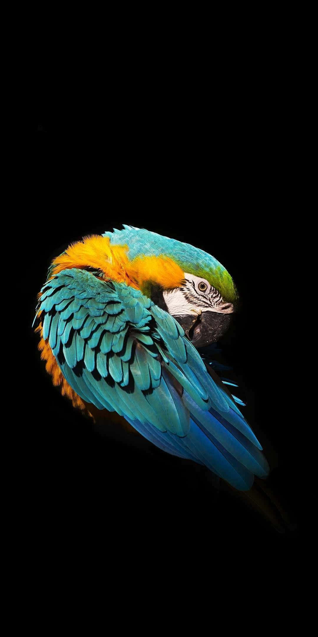 blue and yellow macaw, black background, profile, Full HD Phone Wallpaper