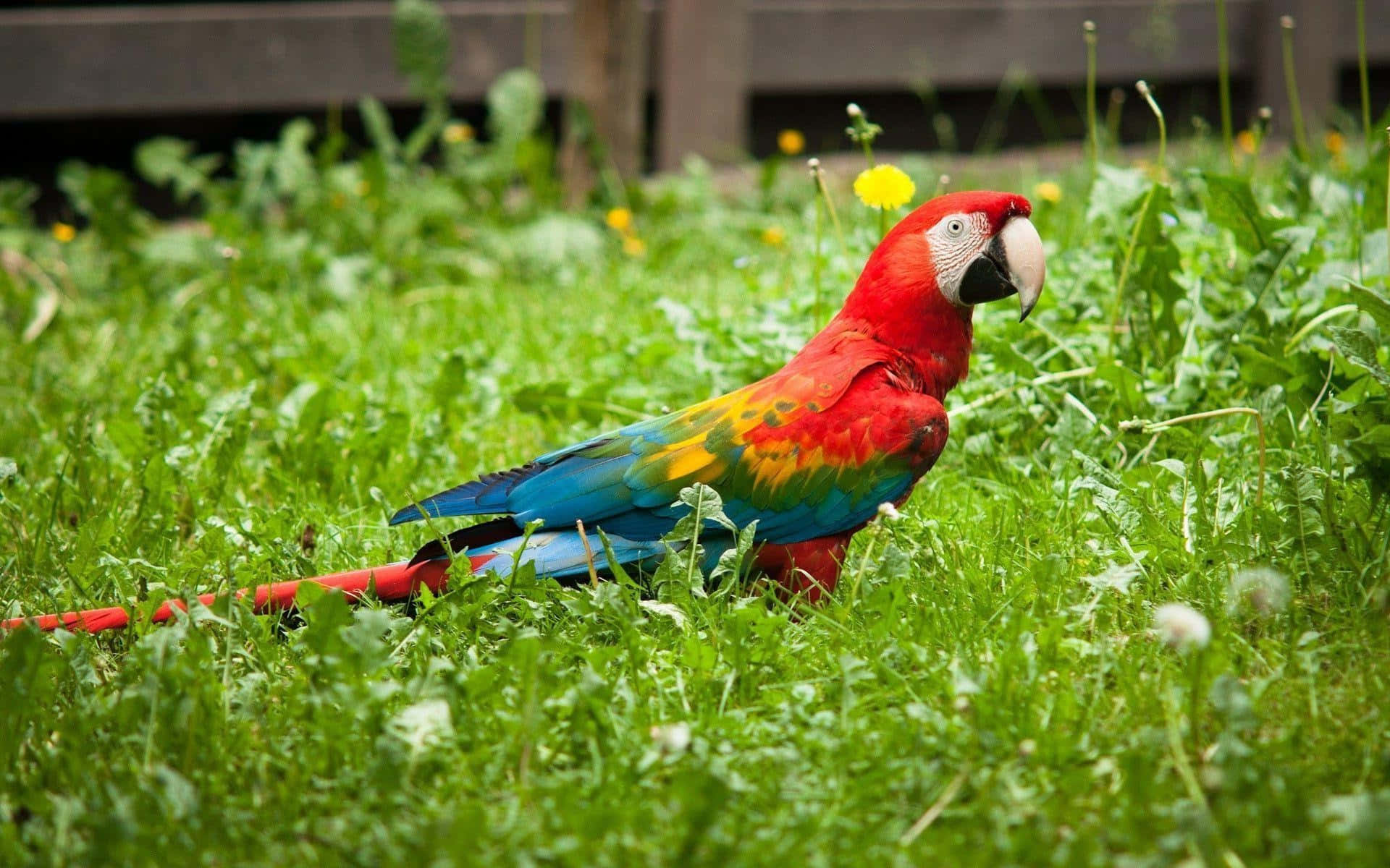 colorful macaw, red blue and yellow macaw, lush green grass, Full HD Desktop Wallpaper