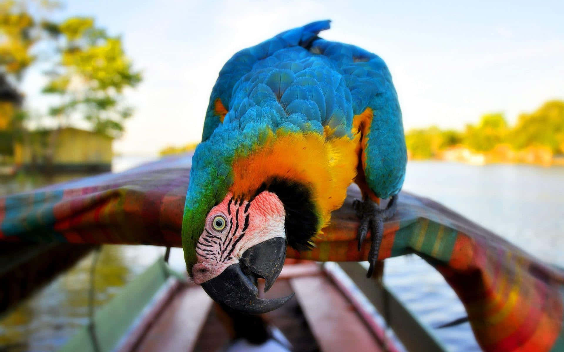 colorful macaw, boat railing, blue-and-yellow macaw, Full HD Desktop Wallpaper