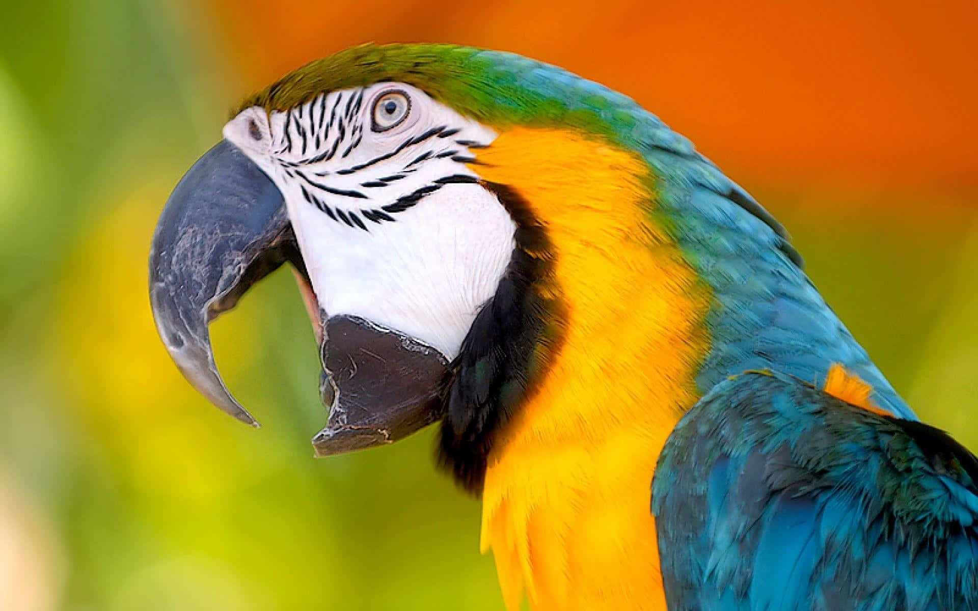 vibrant macaw, blue green yellow and white feathers, blurred orange and green background, Full HD Desktop Wallpaper