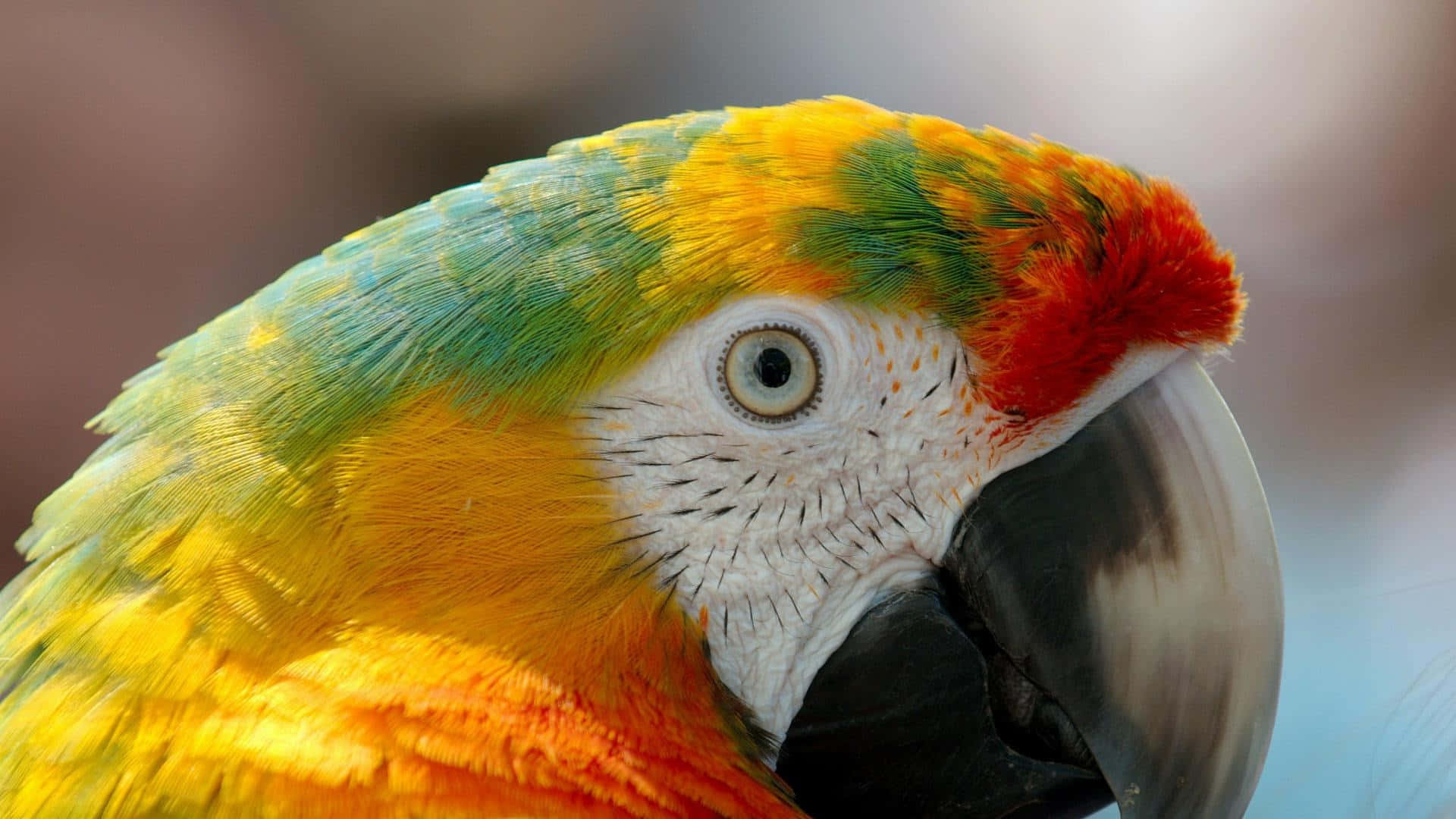 colorful macaw, fiery orange red head, yellow chest, Full HD Desktop Wallpaper