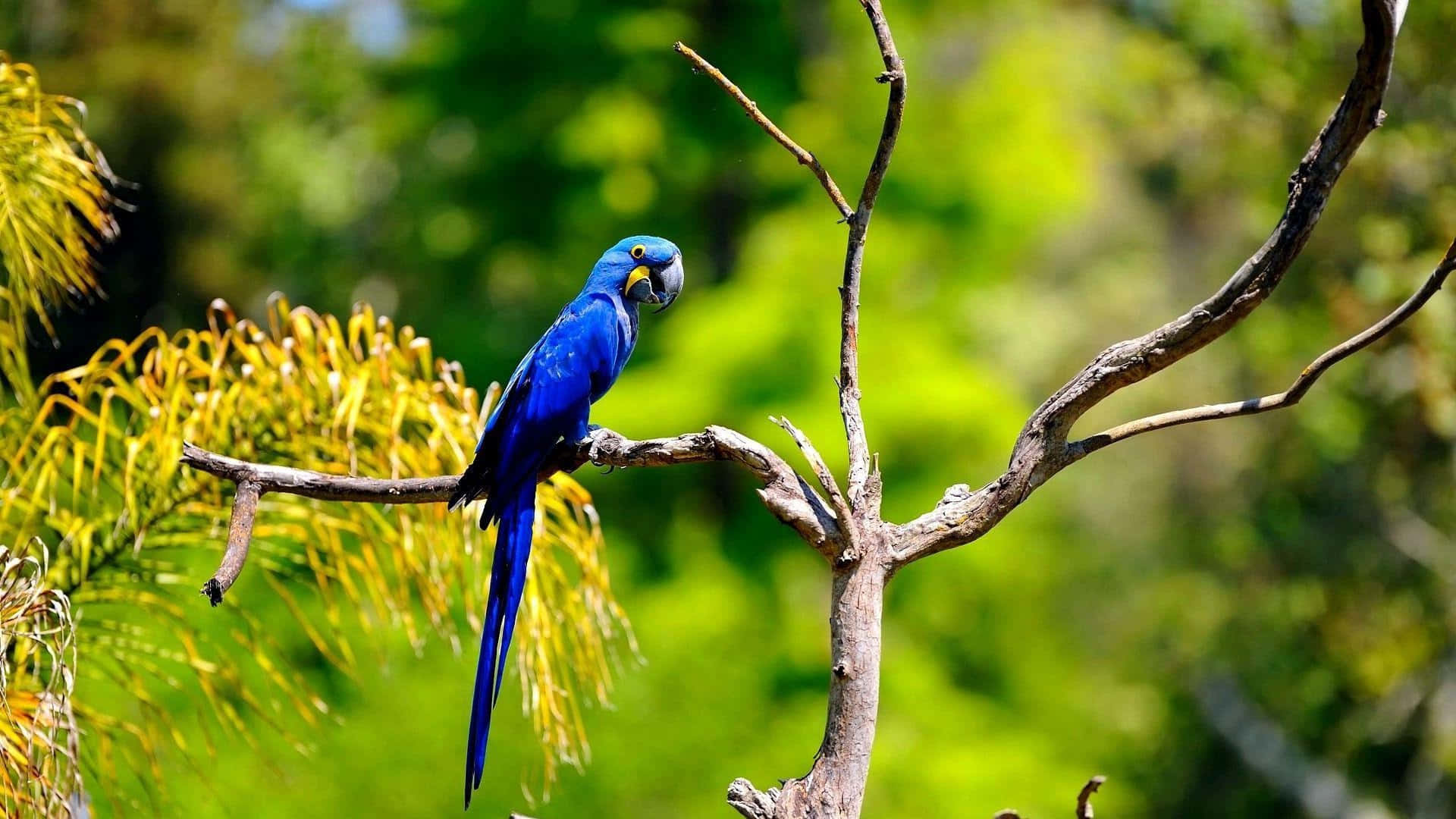 vibrant blue macaw, bare tree branch, lush green and yellow foliage, Full HD Desktop Wallpaper