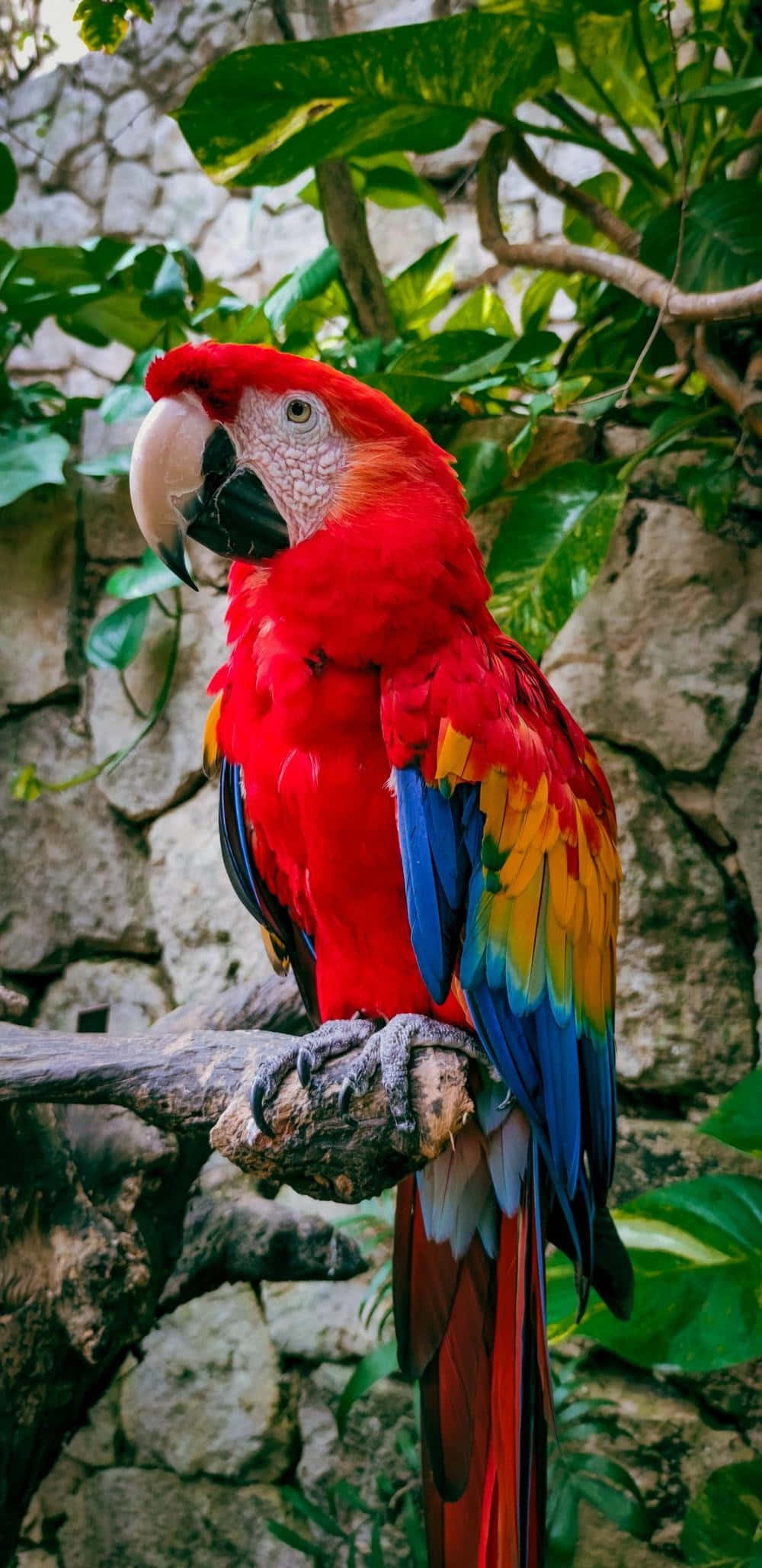 vibrant red macaw, blue and yellow wings, branch, Full HD Phone Wallpaper