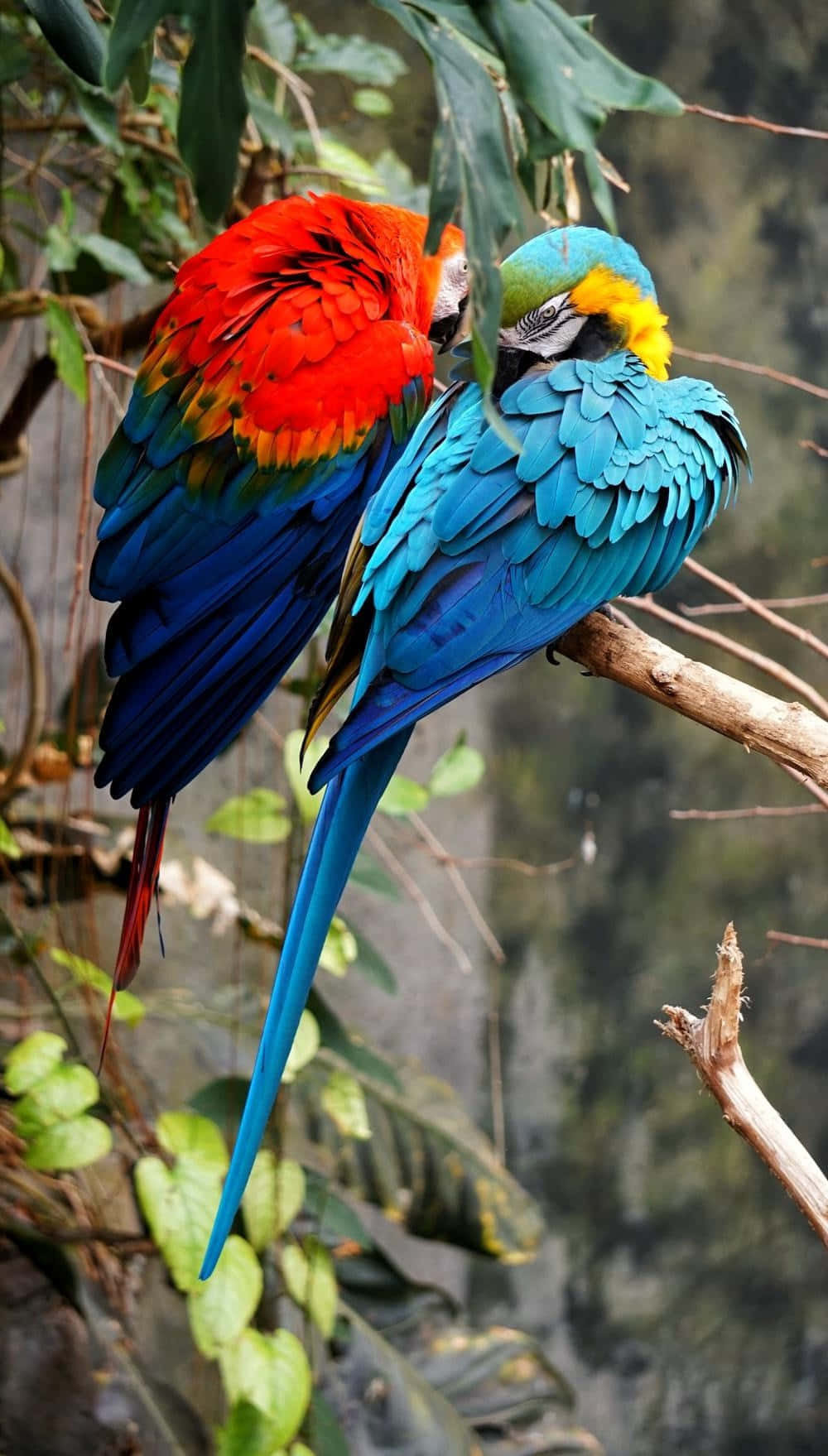 colorful macaws, red blue macaw, blue yellow macaw, HD Phone Wallpaper