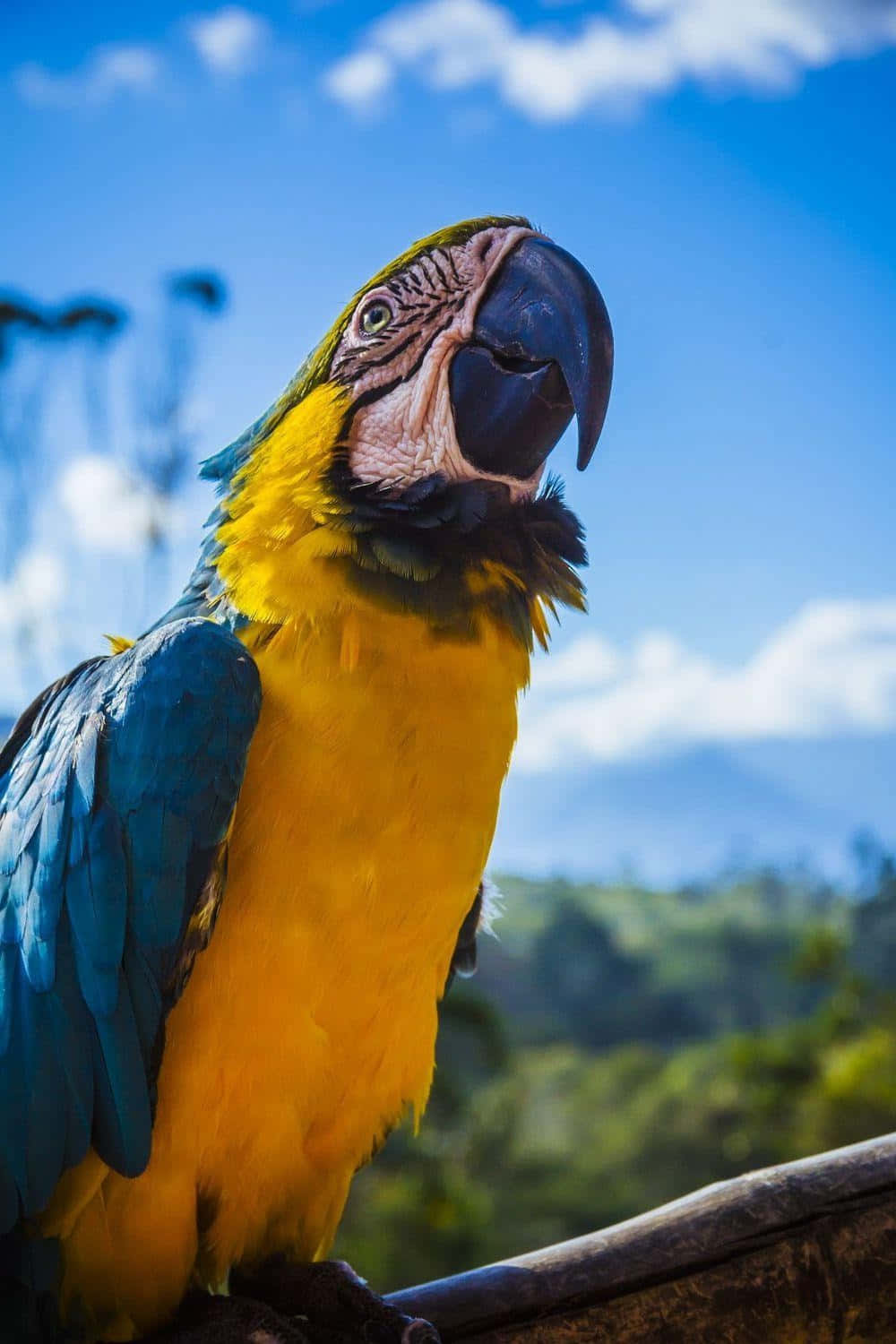 blue and yellow macaw, branch, bright blue sky, HD Phone Wallpaper