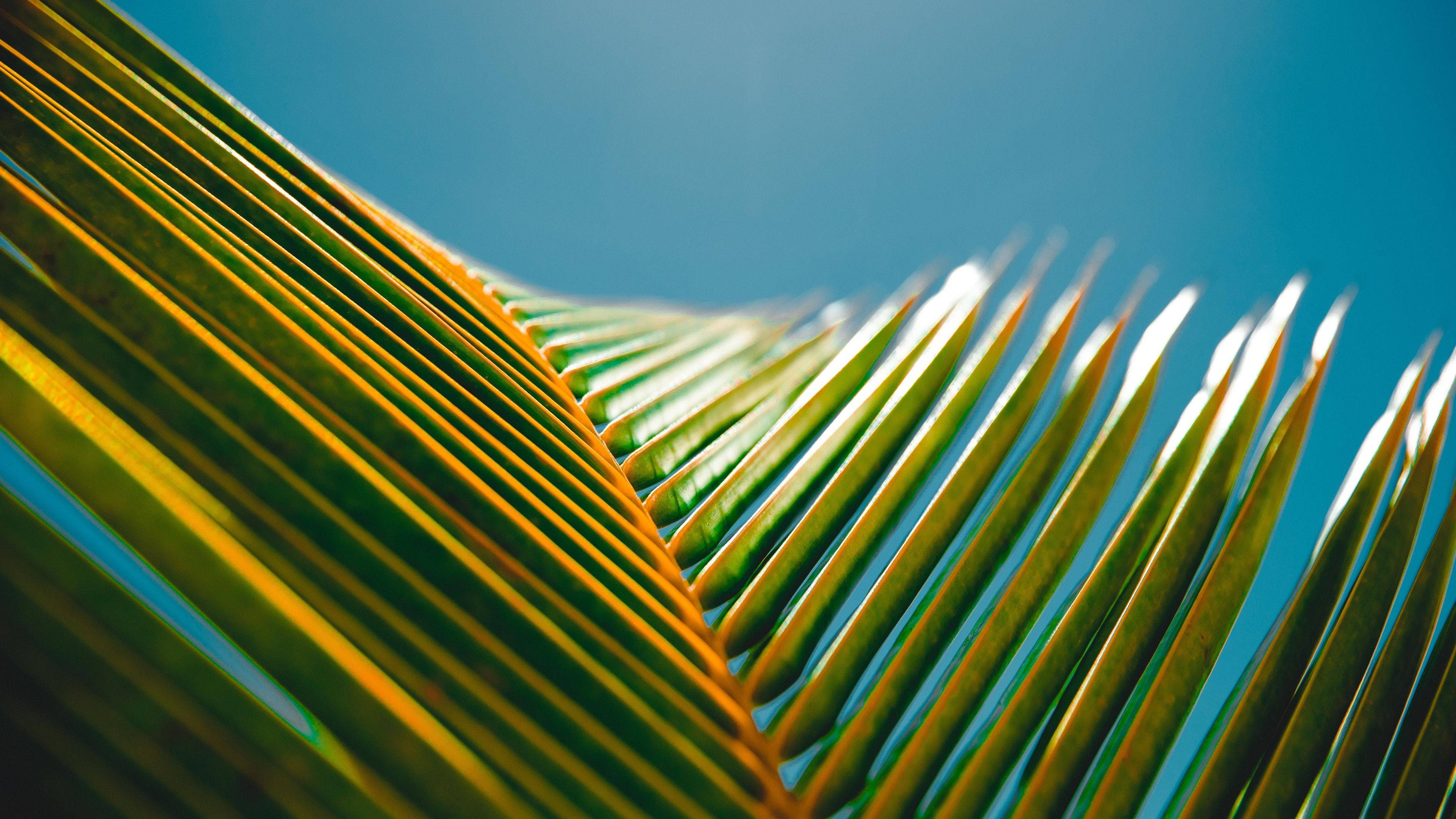 Palm Tree Leaves, Macbook Pro 4K, golden-green leaves, 4K Desktop Wallpaper