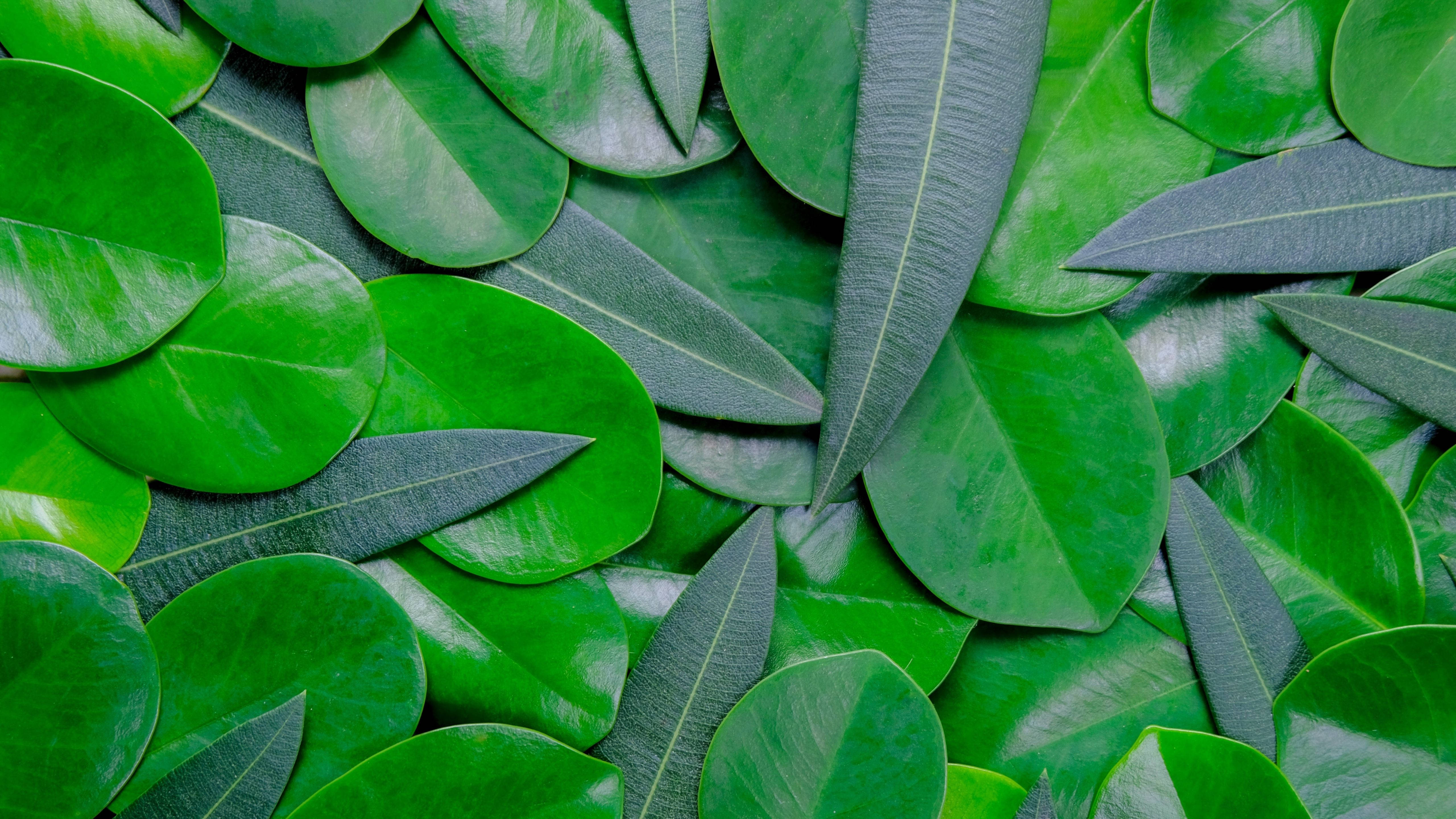 Macbook Pro 4K, green leaves, lush close-up, 5K Desktop Wallpaper