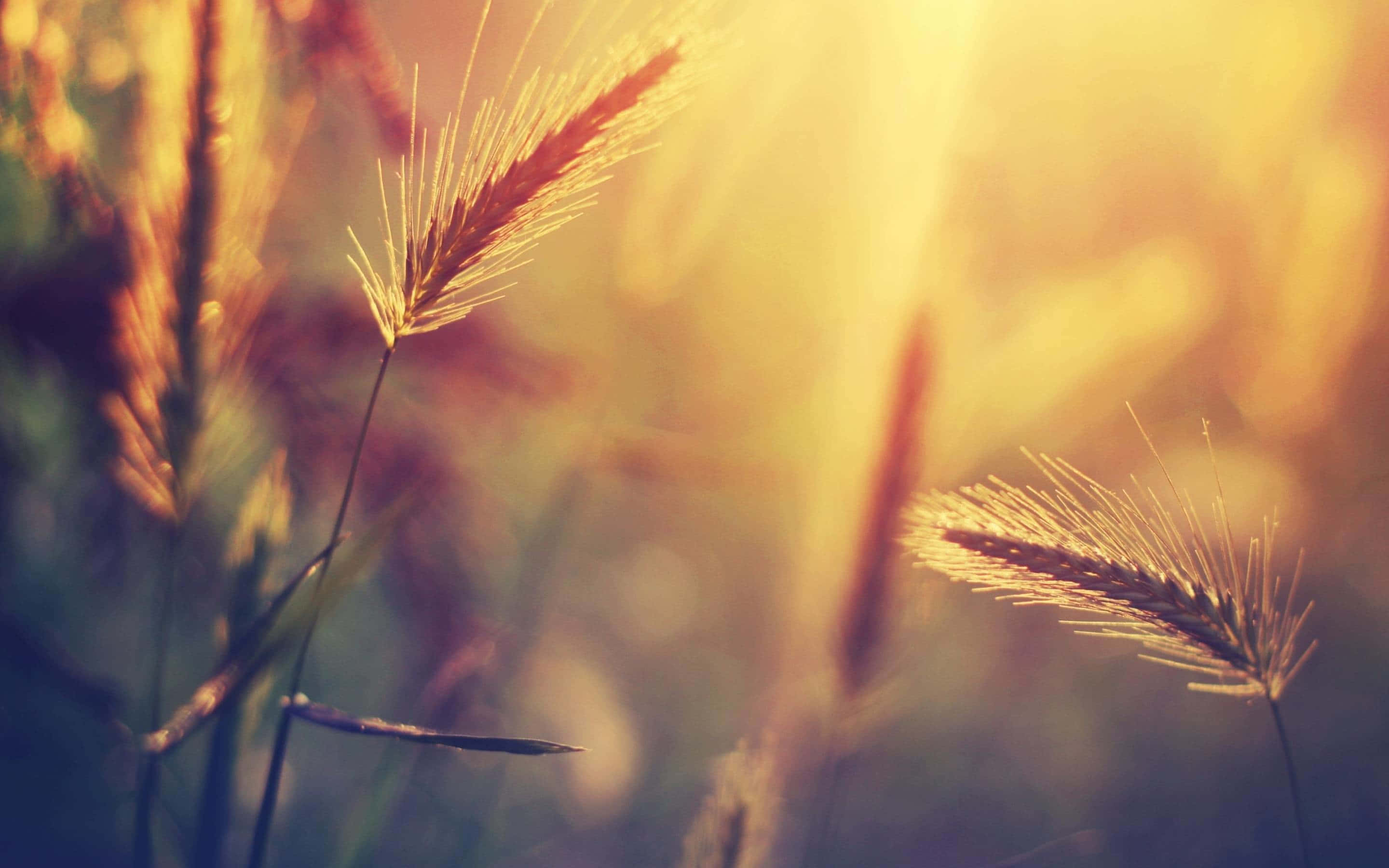 Macbook Retina, golden grasses, warm sunlight, 2K Desktop Wallpaper