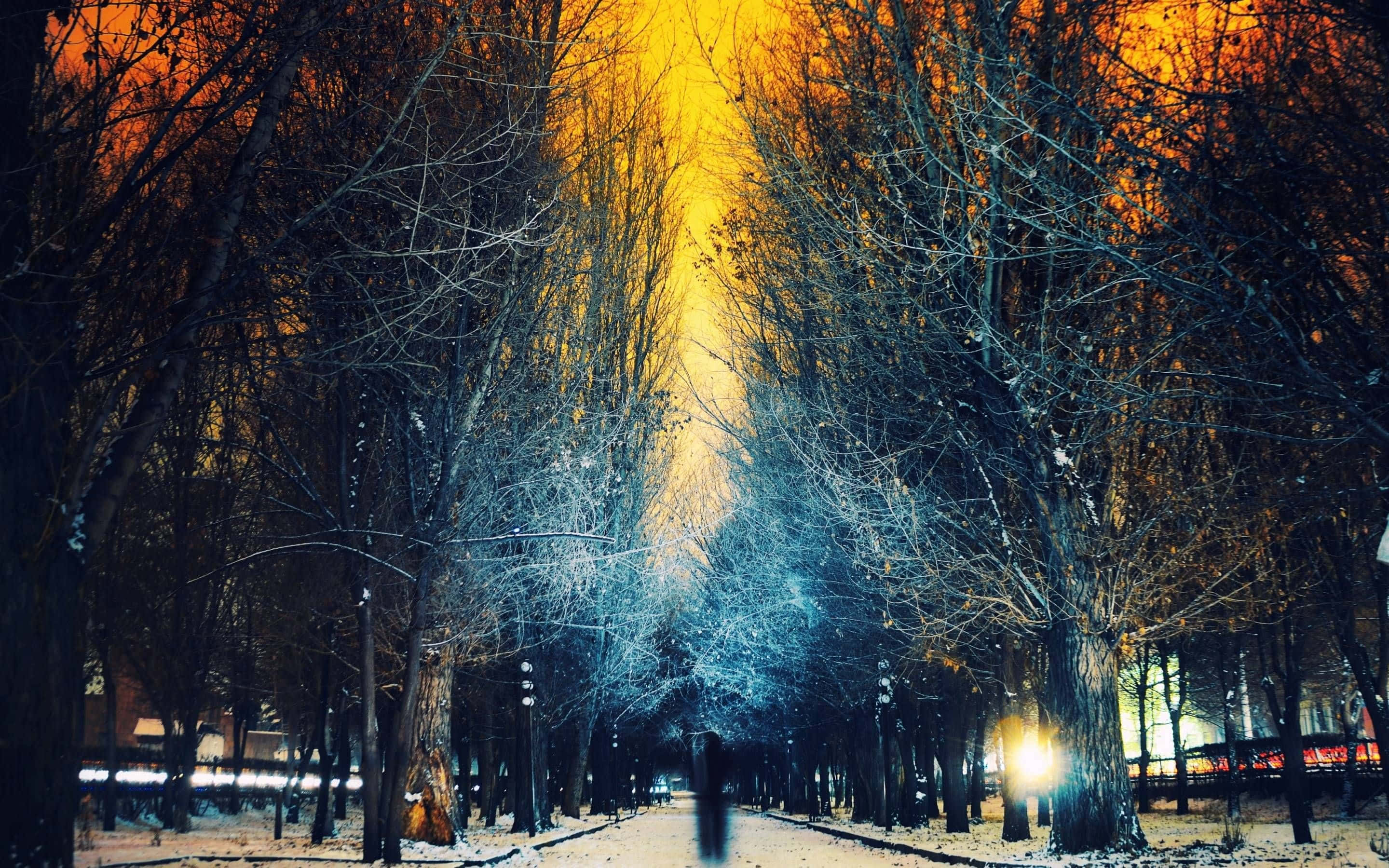 MacBook Retina, barren winter trees, snow-covered park path, 2K Desktop Wallpaper