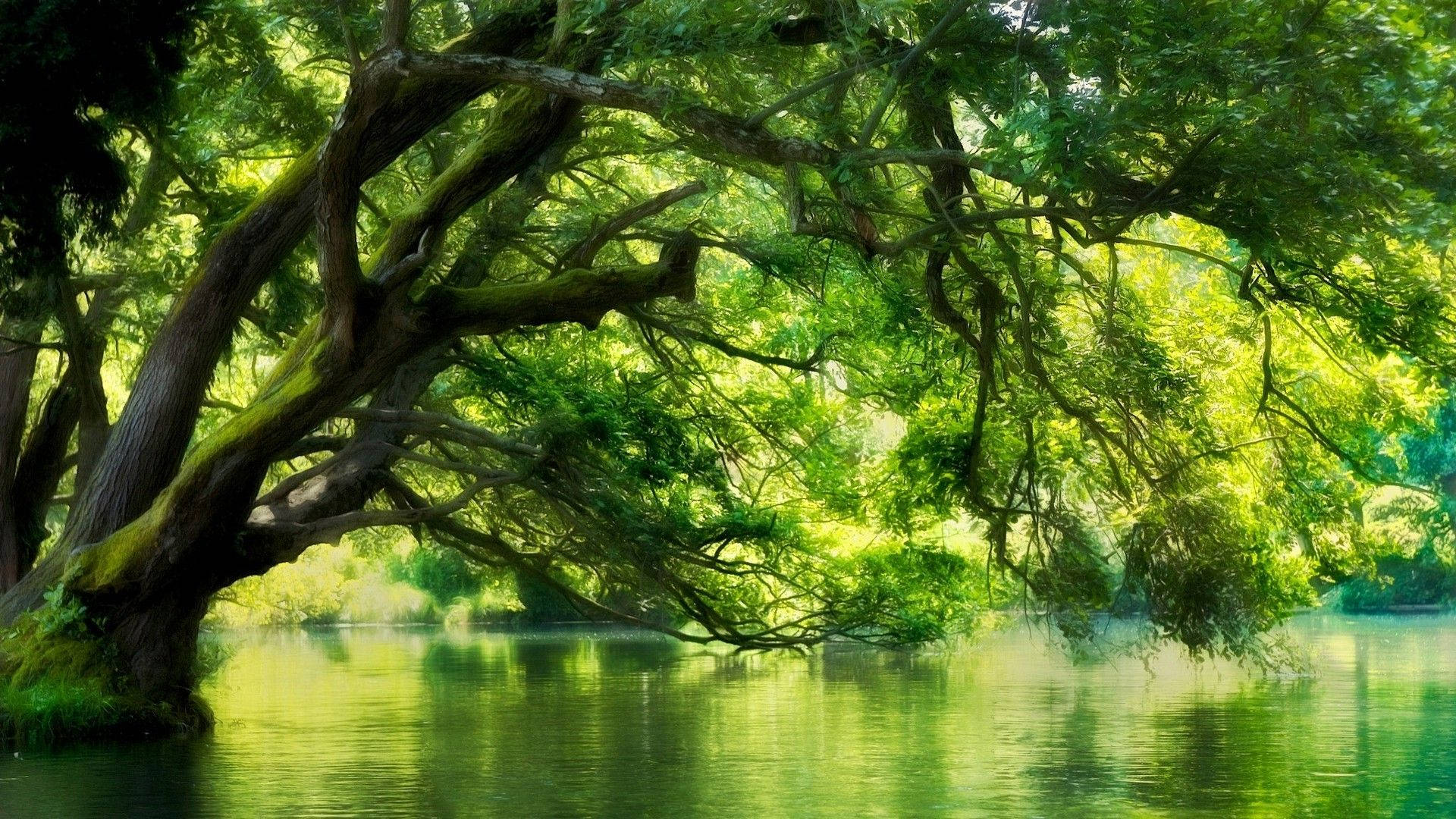 Macedonia, bending tree, mossy tree, Full HD Desktop Wallpaper