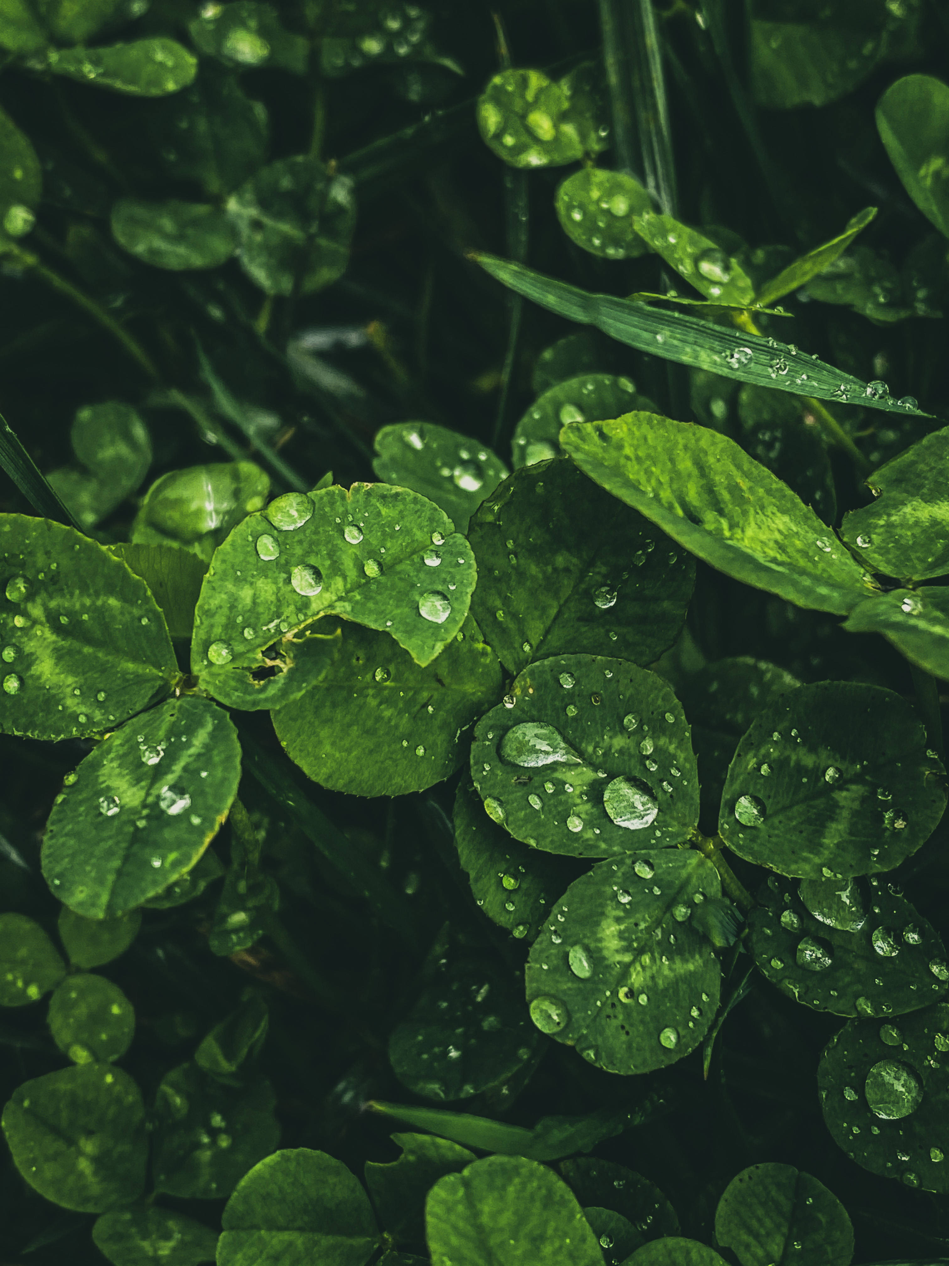 Macedonia, water droplets, leaves, 4K Phone Wallpaper