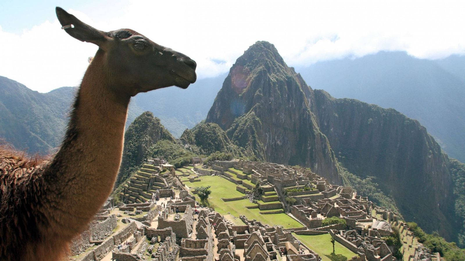 llama, Machu Picchu, ancient stone ruins, HD Desktop Wallpaper