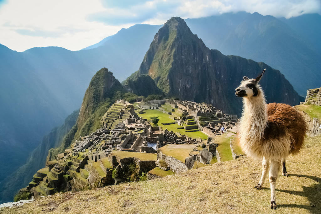 Machu Picchu, llama, grassy hill, SD Desktop Wallpaper