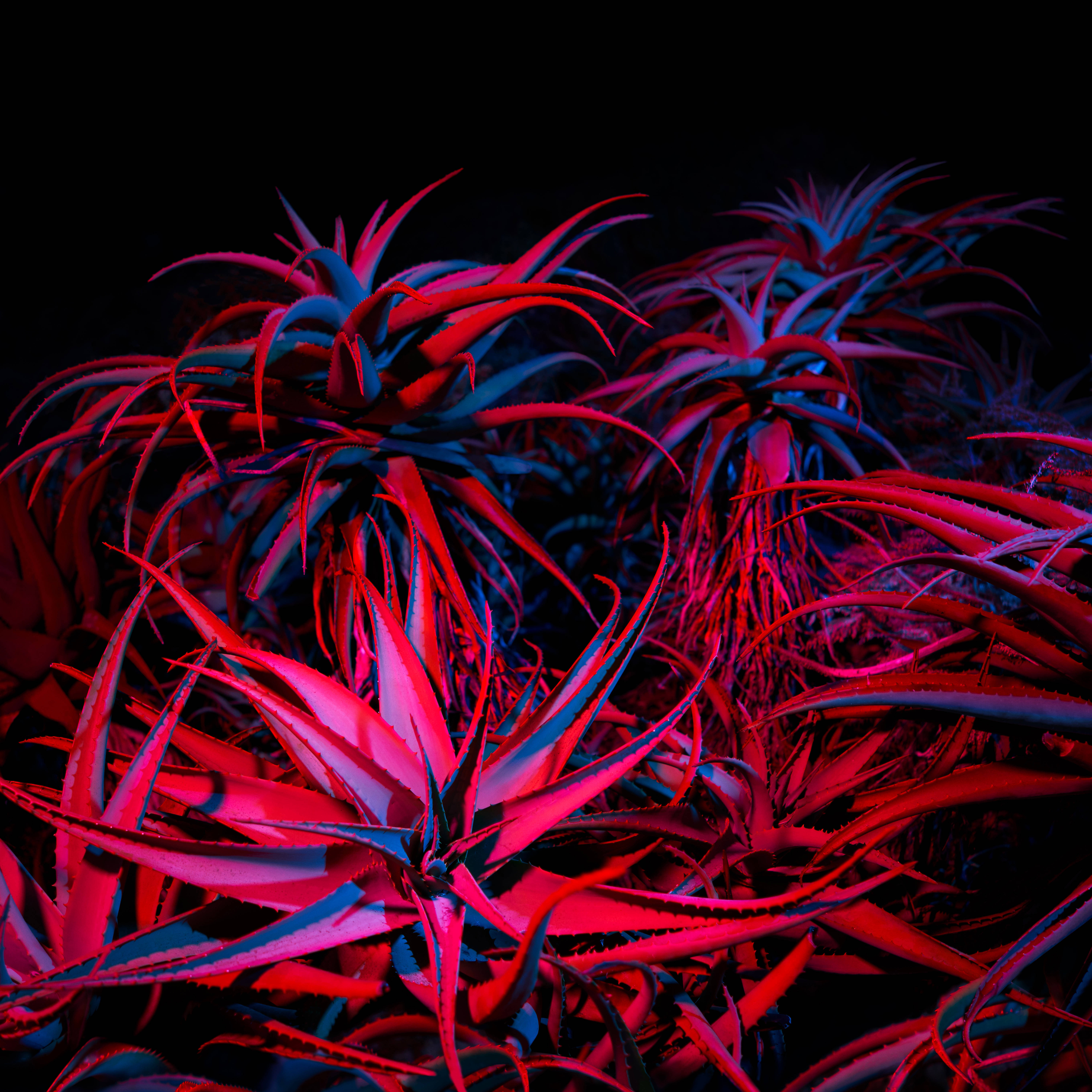 macOS Big Sur, red, blue, 5K Desktop Wallpaper