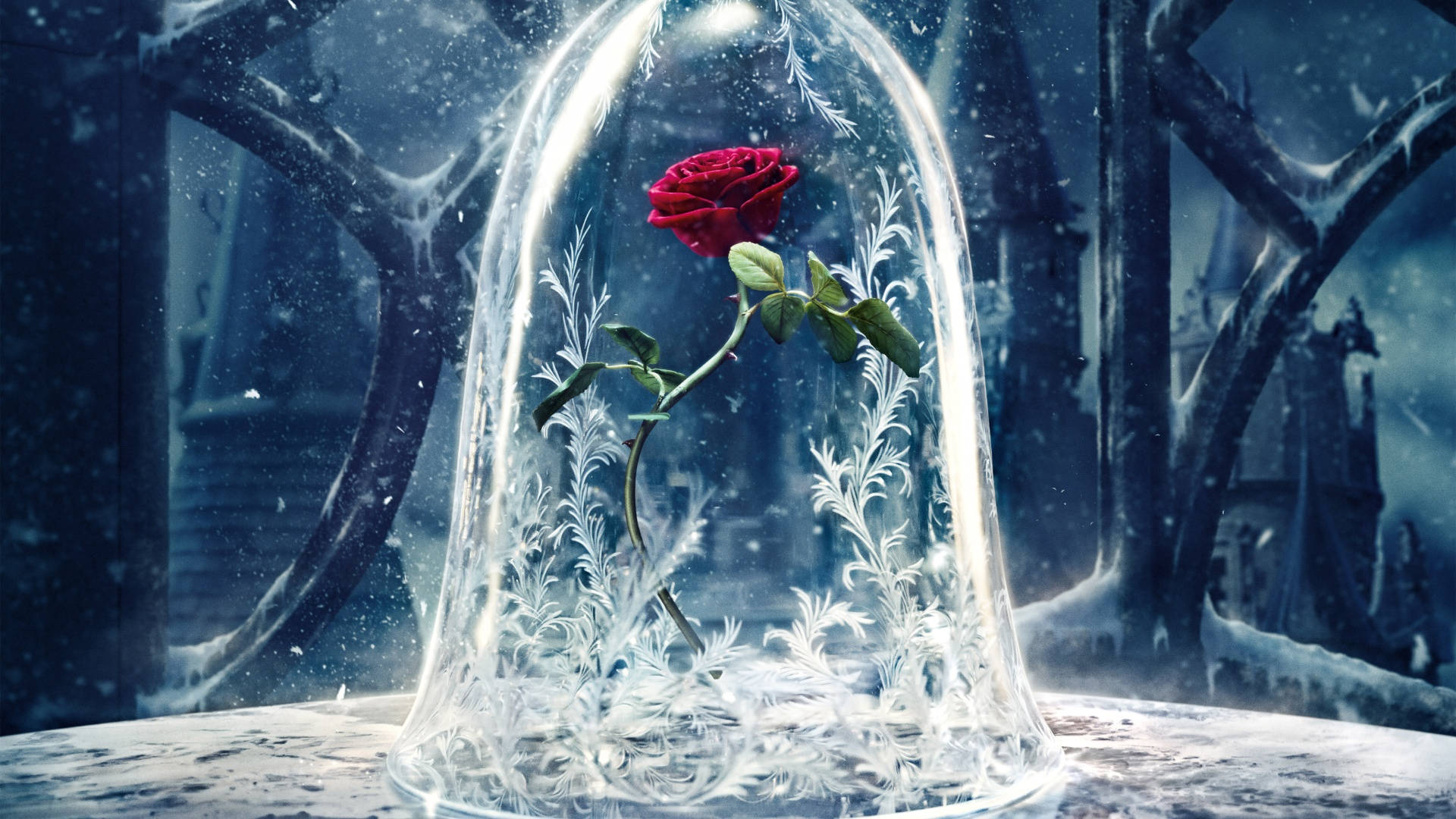 macOS Mojave, red rose, frosty glass dome, Full HD Desktop Wallpaper