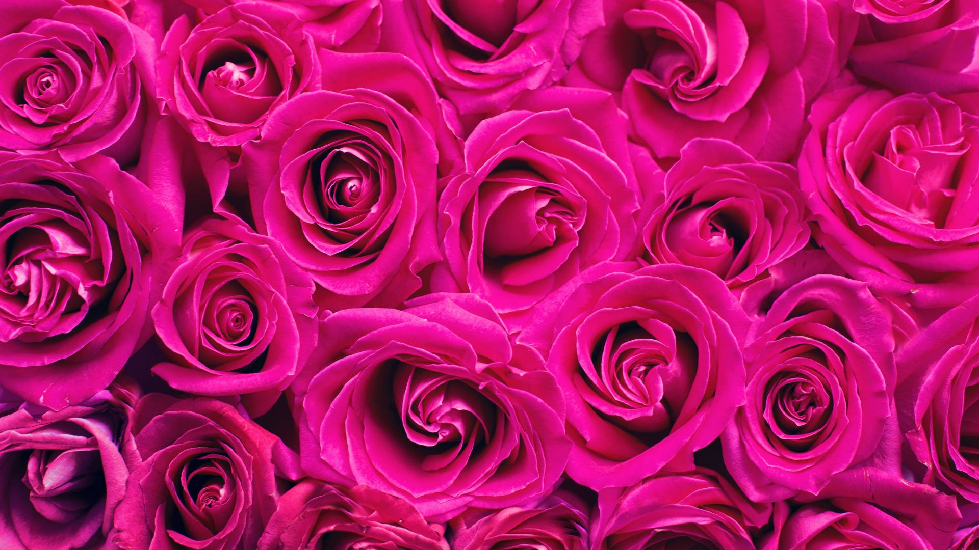 macOS Mojave, Pink Roses, vivid magenta, Full HD Desktop Wallpaper
