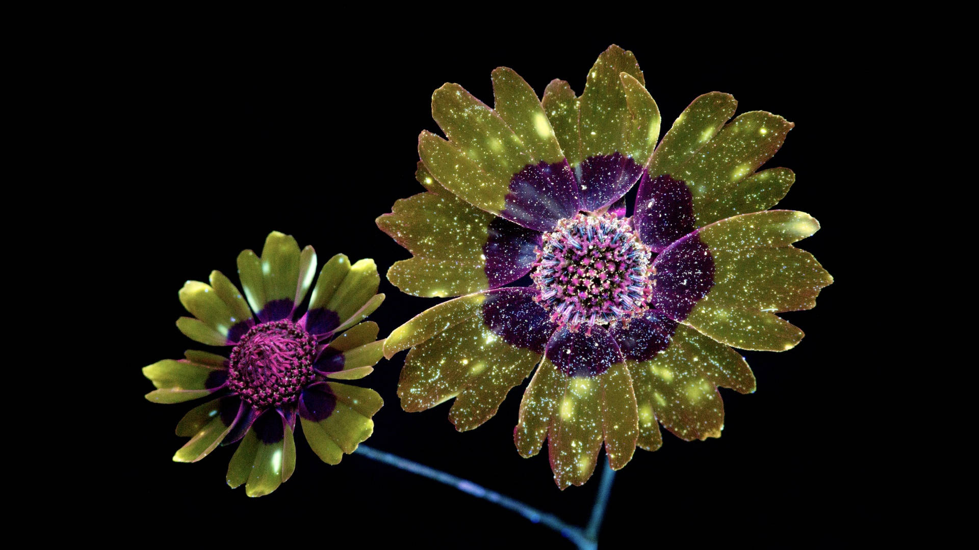 macOS Mojave, glittery flower, green petals, Full HD Desktop Wallpaper