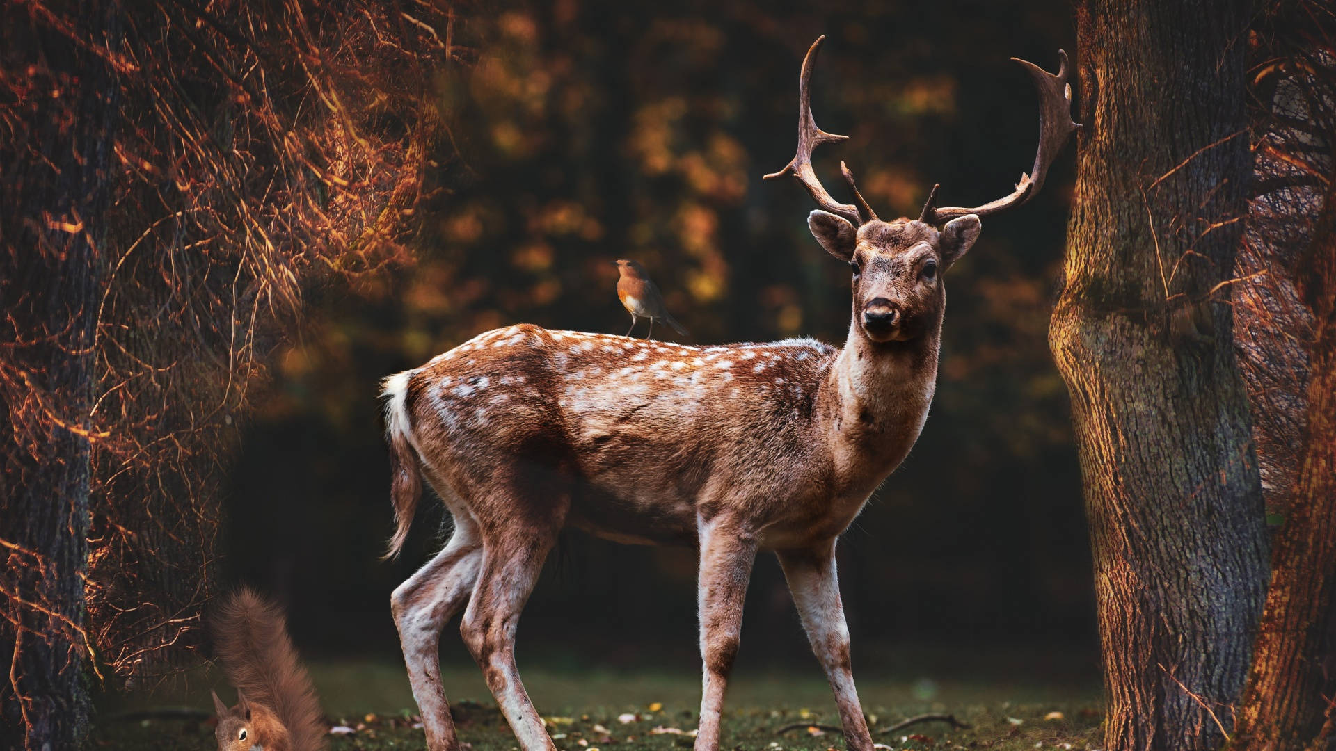 macOS Mojave, fallow buck, sunlit forest, Full HD Desktop Wallpaper