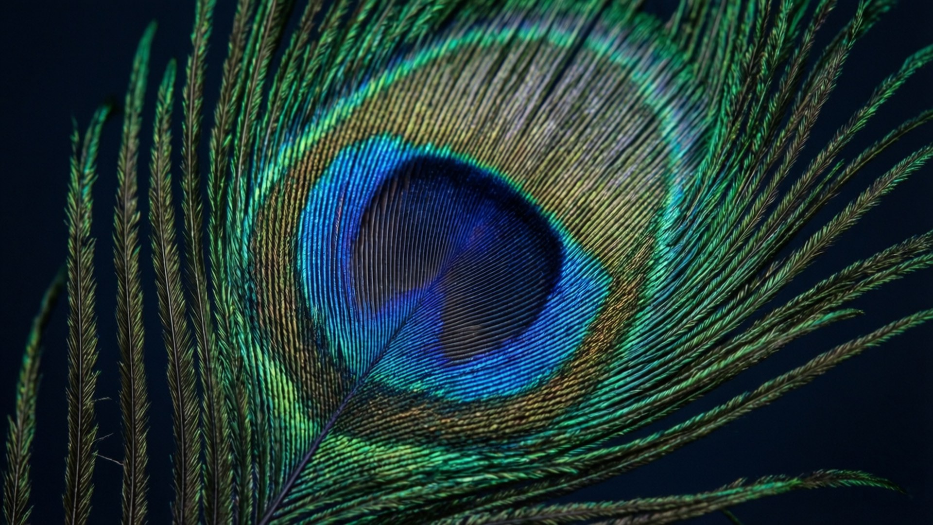 macOS Mojave, peacock feather, blue green, Full HD Desktop Wallpaper