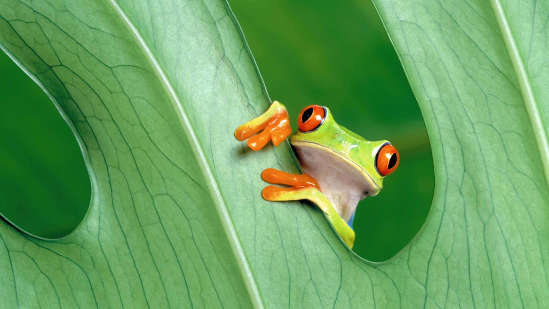 macOS Sequoia, red-eyed tree frog, green monstera leaf, Full HD Desktop Wallpaper