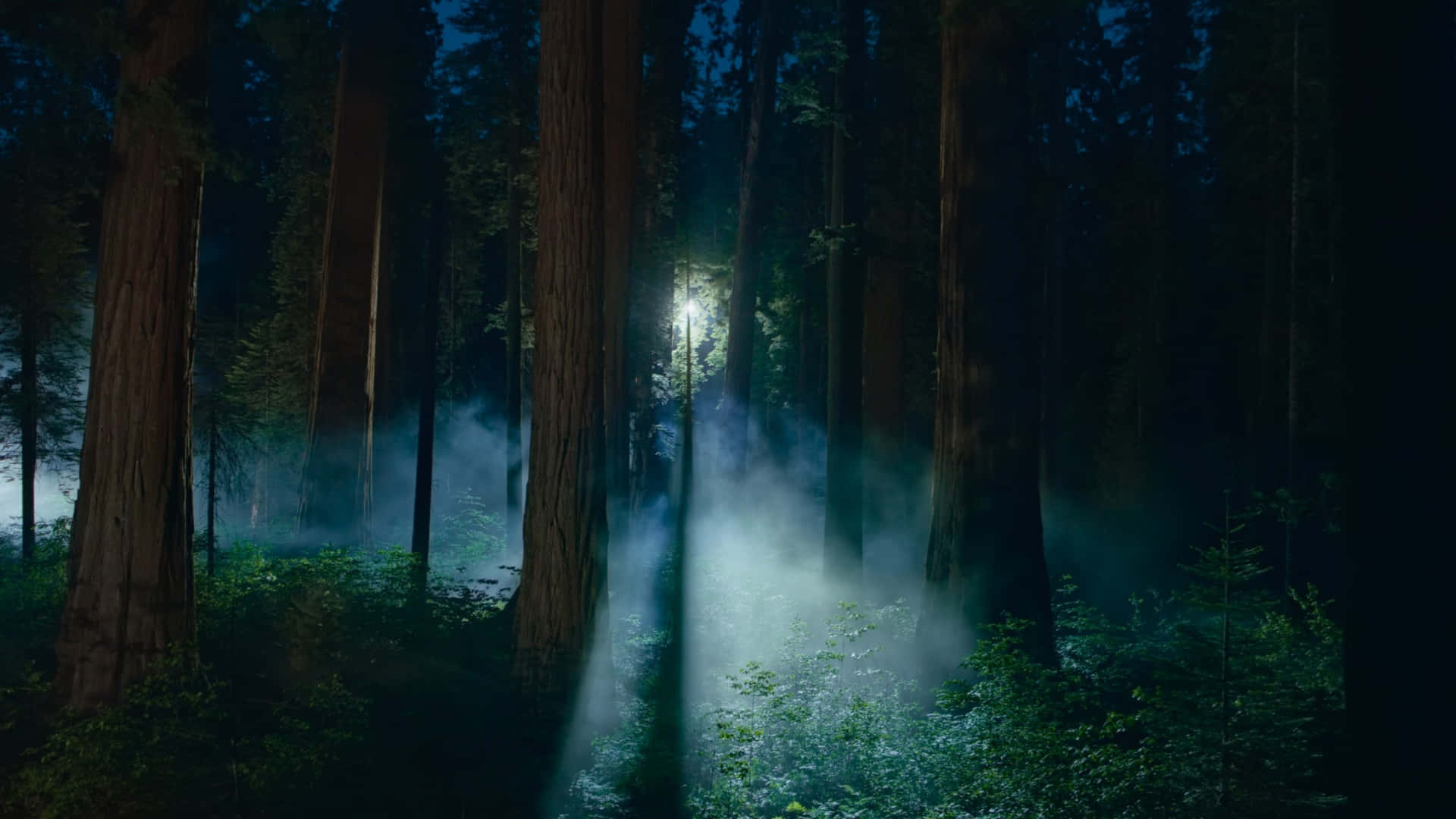 macOS Sequoia, Dark Forest, moonlight, Full HD Desktop Wallpaper