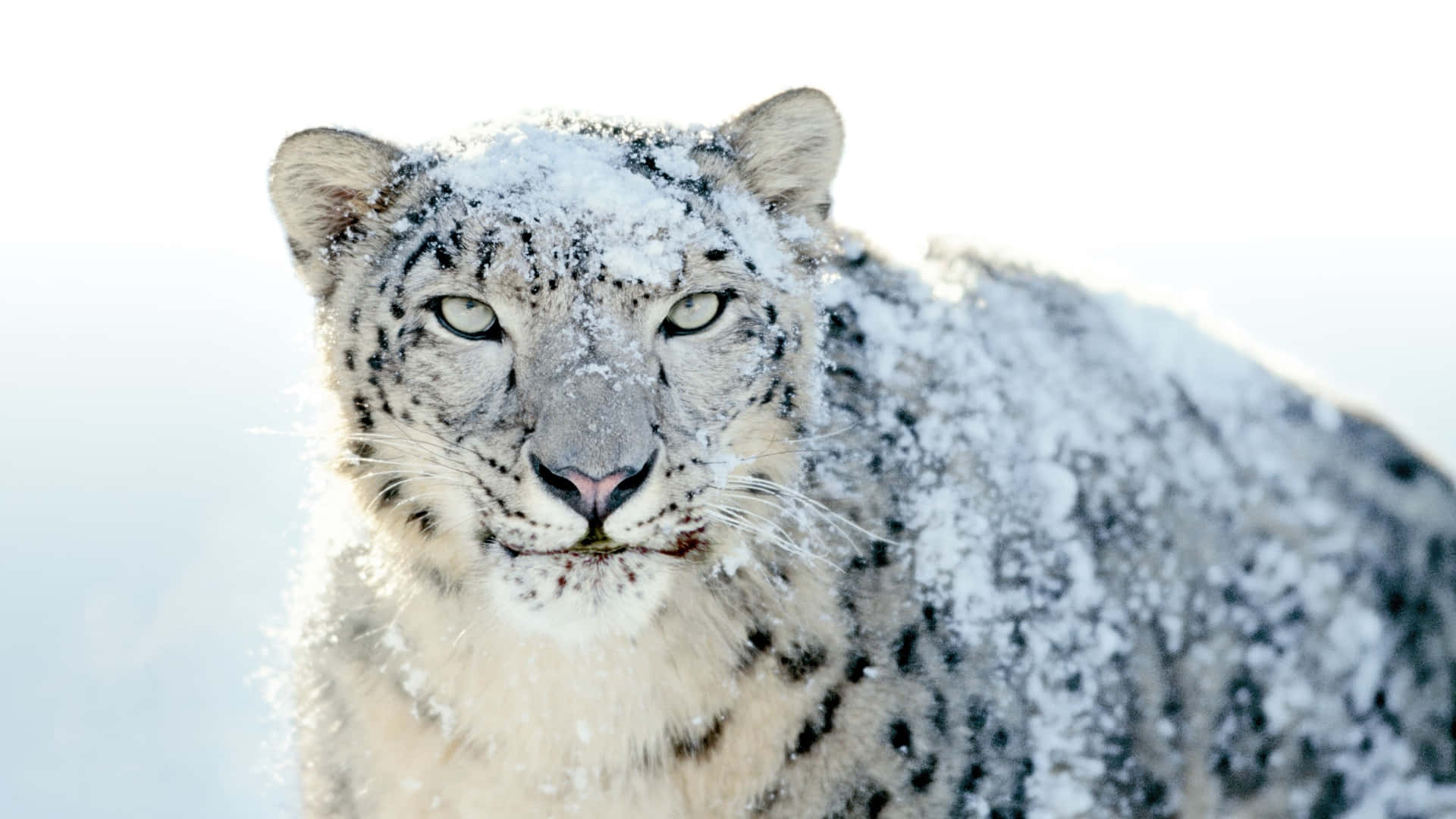 macOS Sequoia, snow leopard, snow dusted fur, Full HD Desktop Wallpaper