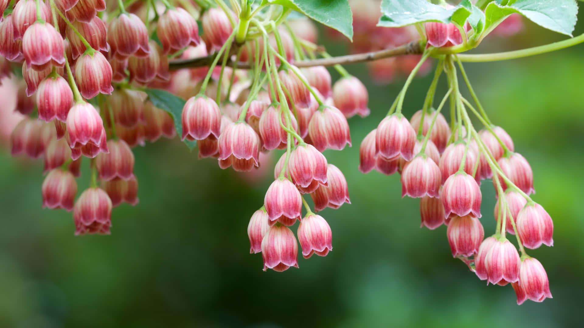 macOS Sequoia, flowering branch, pink bell-shaped flowers, Full HD Desktop Wallpaper