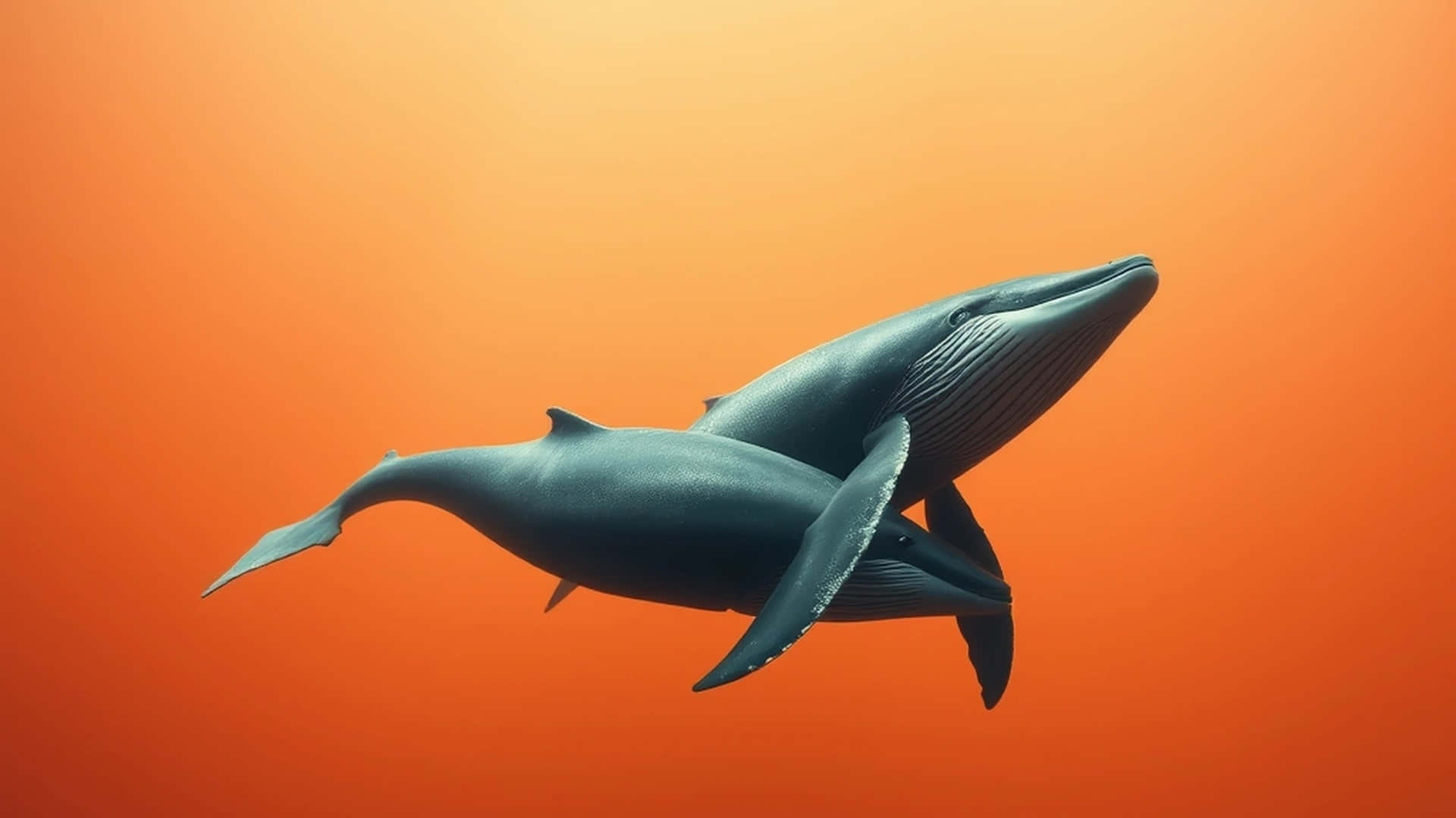 macOS Tahoe, whale, humpback whales, Full HD Desktop Wallpaper