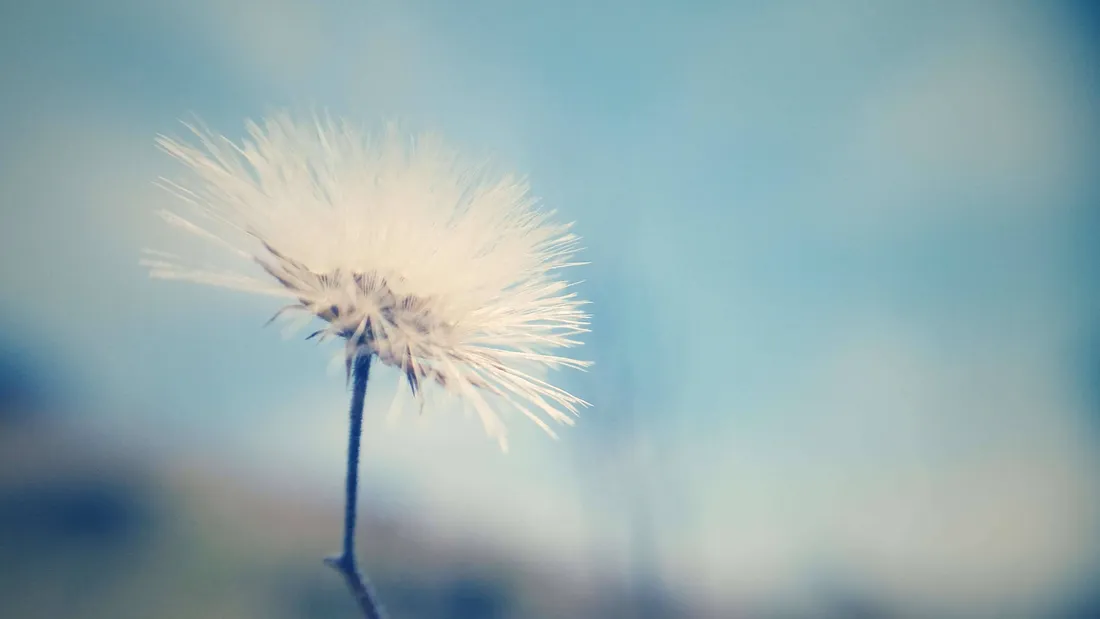 Macro Flower