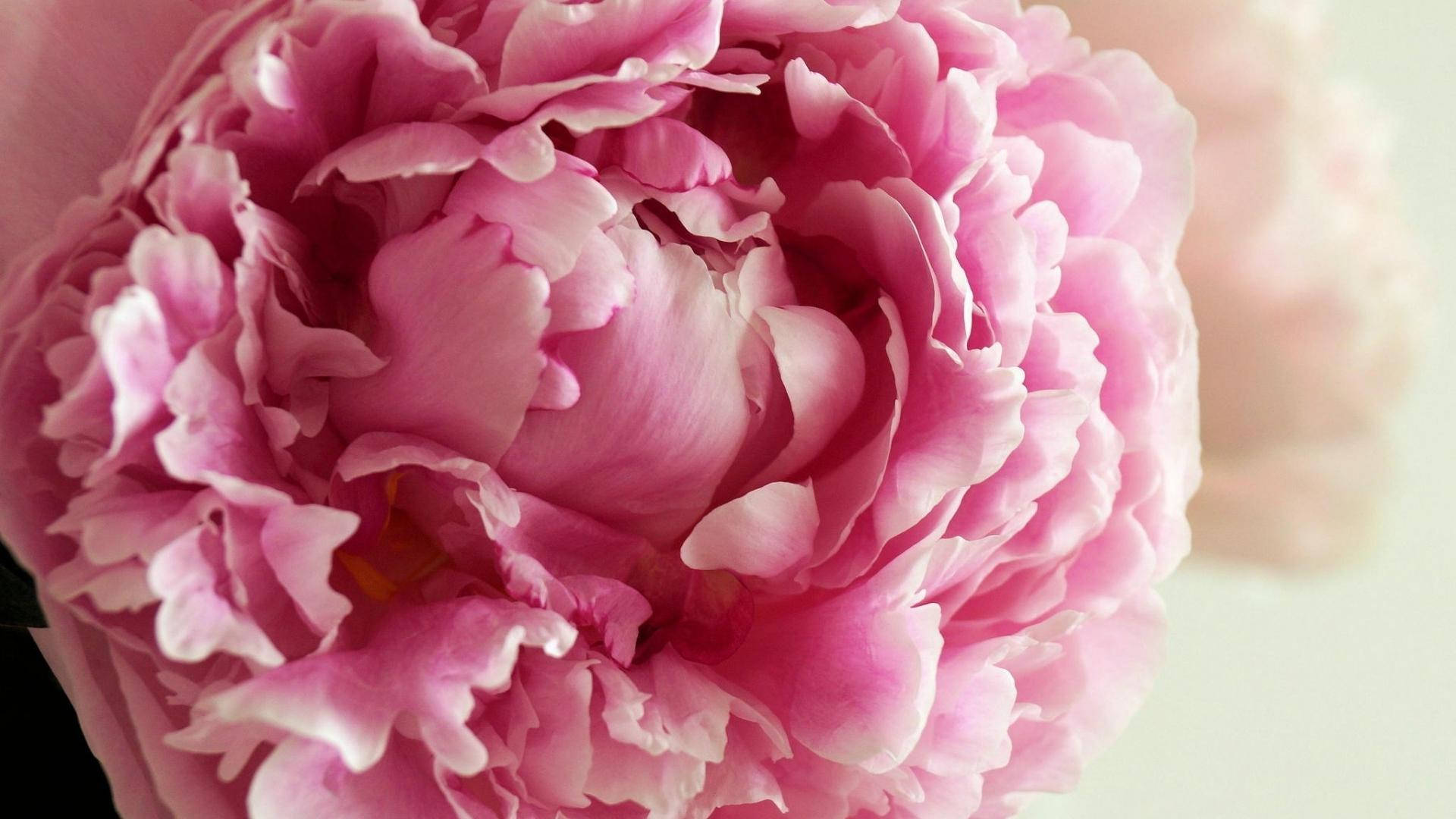 peony, pink, close-up, Full HD Desktop Wallpaper