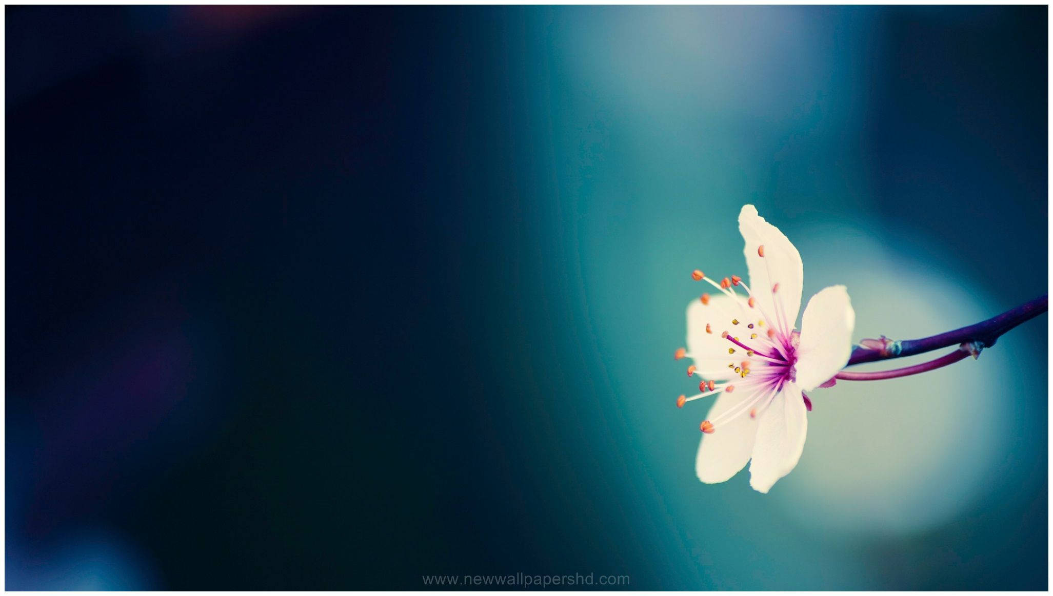 lone macro flower, white cherry blossom, pink stamens, Full HD Desktop Wallpaper
