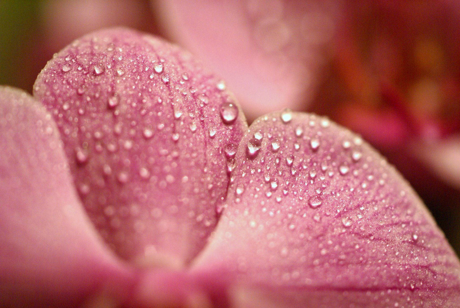 powder pink, macro flower, pink orchid, Full HD Desktop Wallpaper