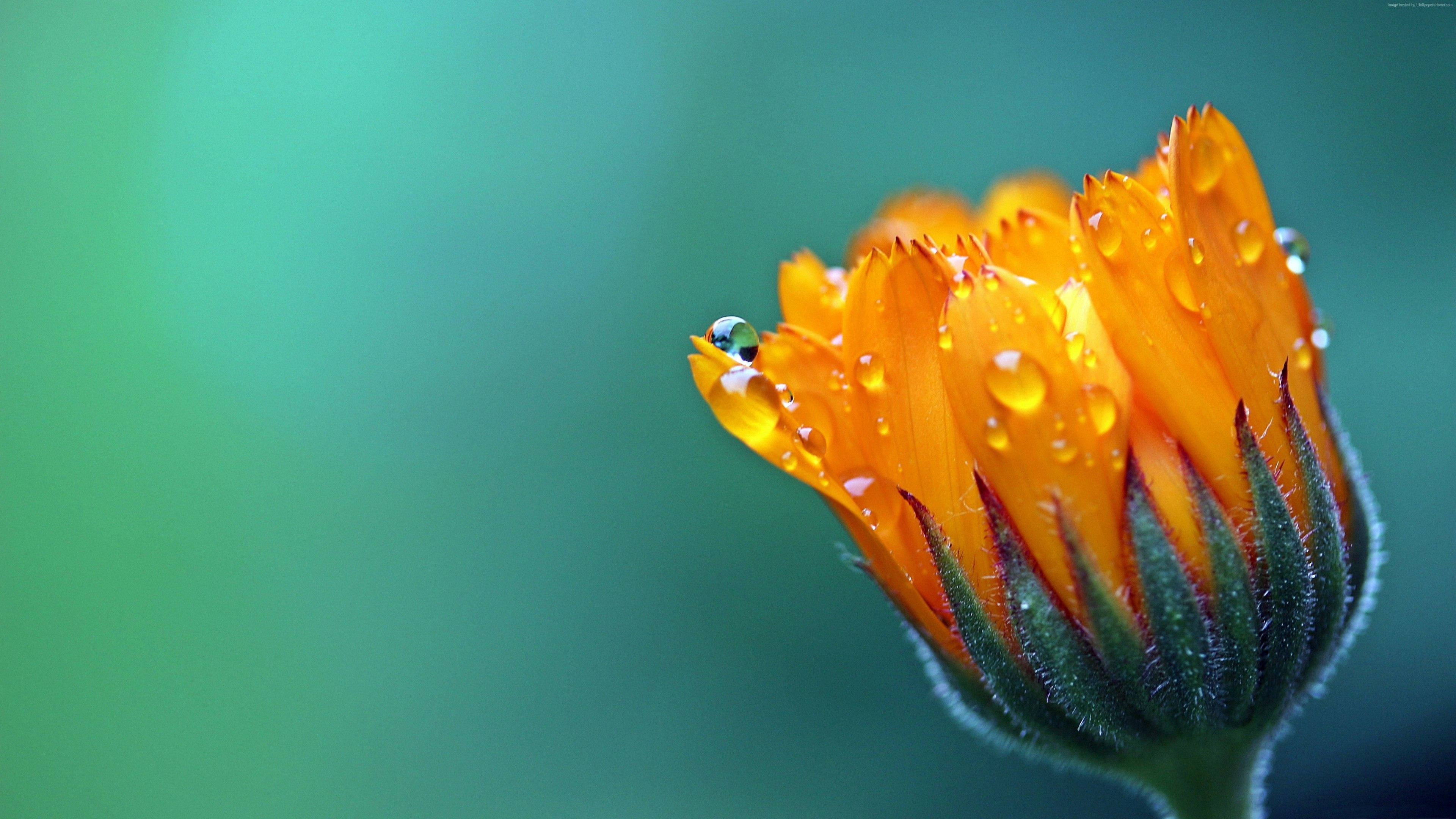 orange petal, dewdrops, flower bud, 4K Desktop Wallpaper