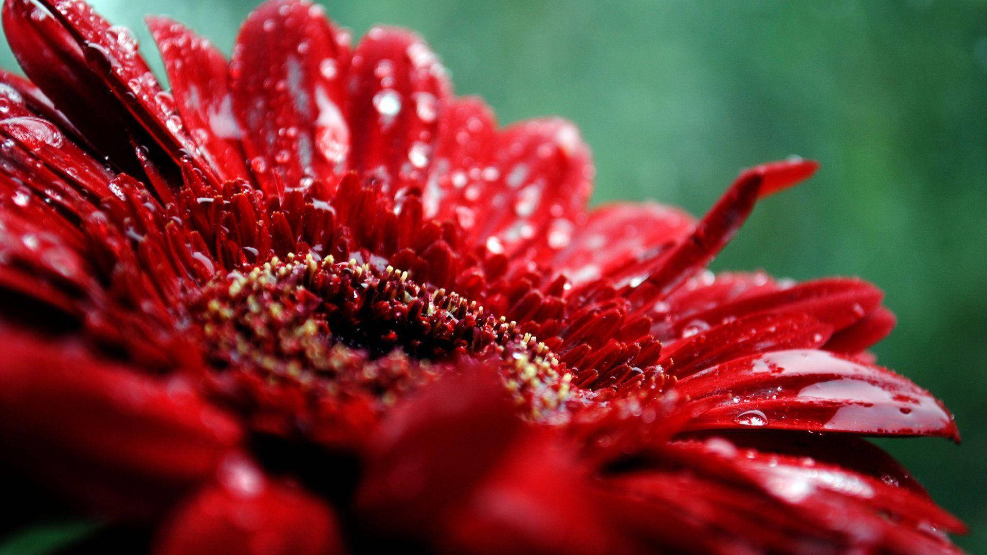 1920x1080, HD, flower, Full HD Desktop Wallpaper