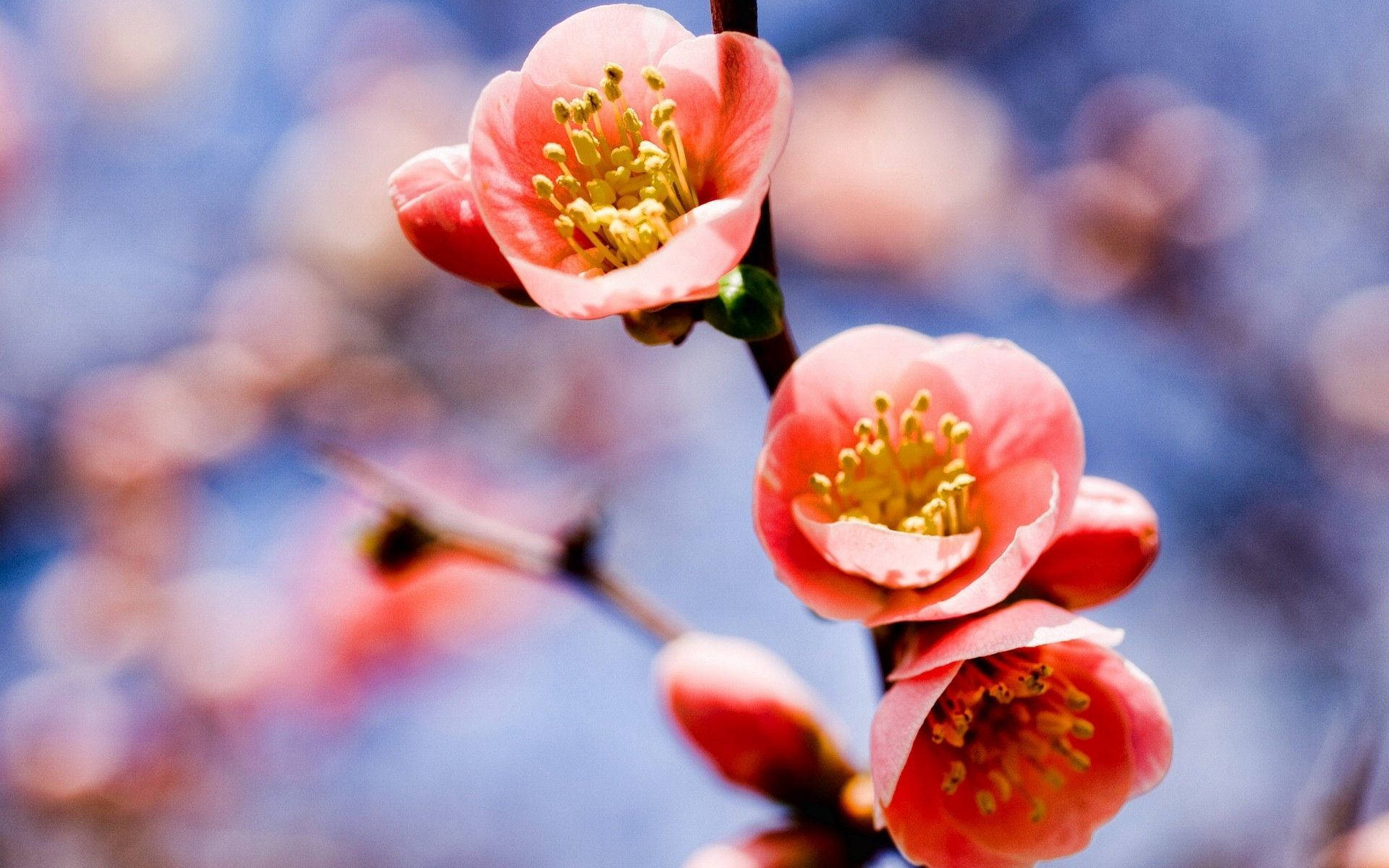 macro flower, peach petal, soft pink blossoms, Full HD Desktop Wallpaper