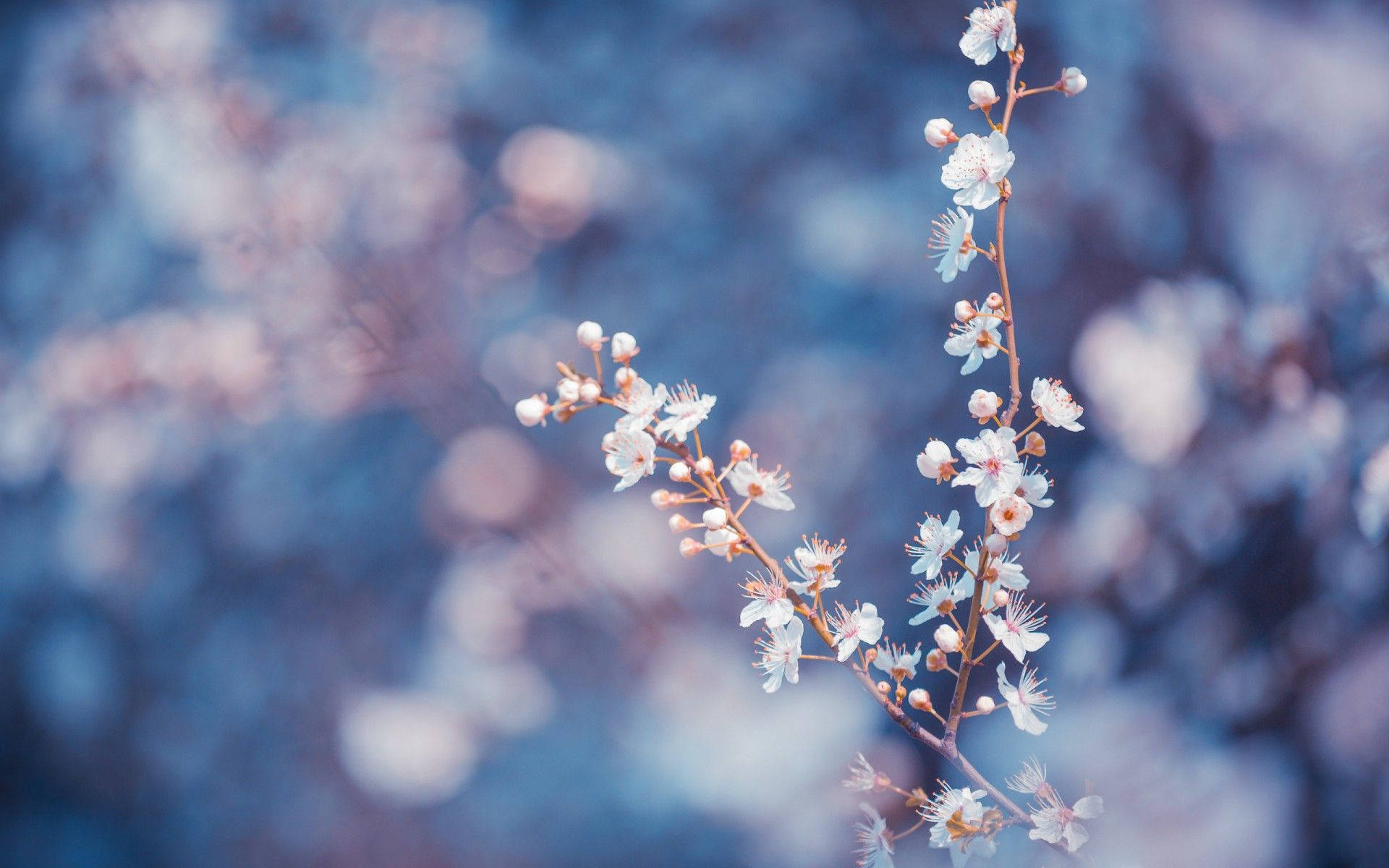 macro flower, peach stalks, white cherry blossoms, Full HD Desktop Wallpaper