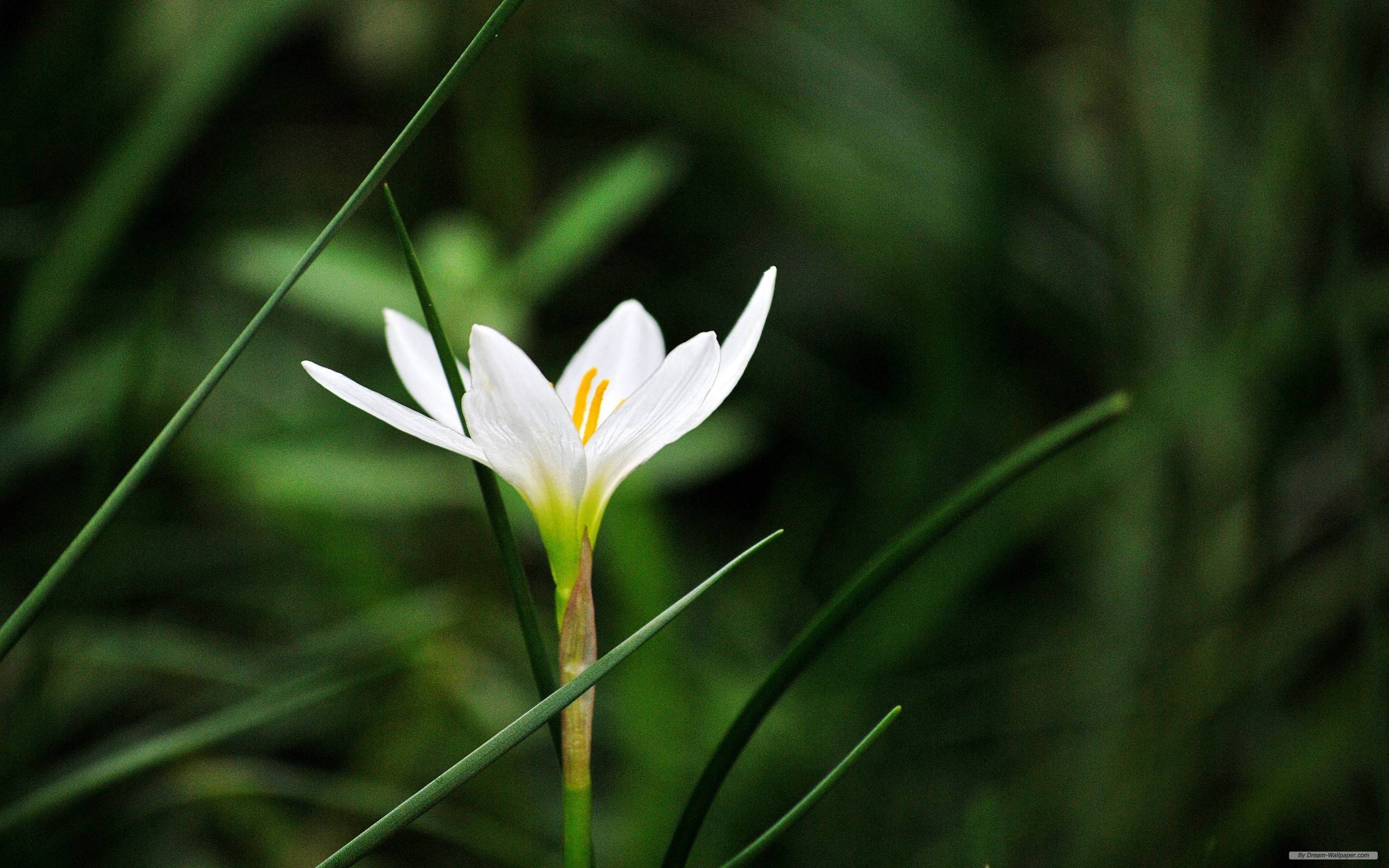 light green base, macro flower, delicate white flower, 2K Desktop Wallpaper